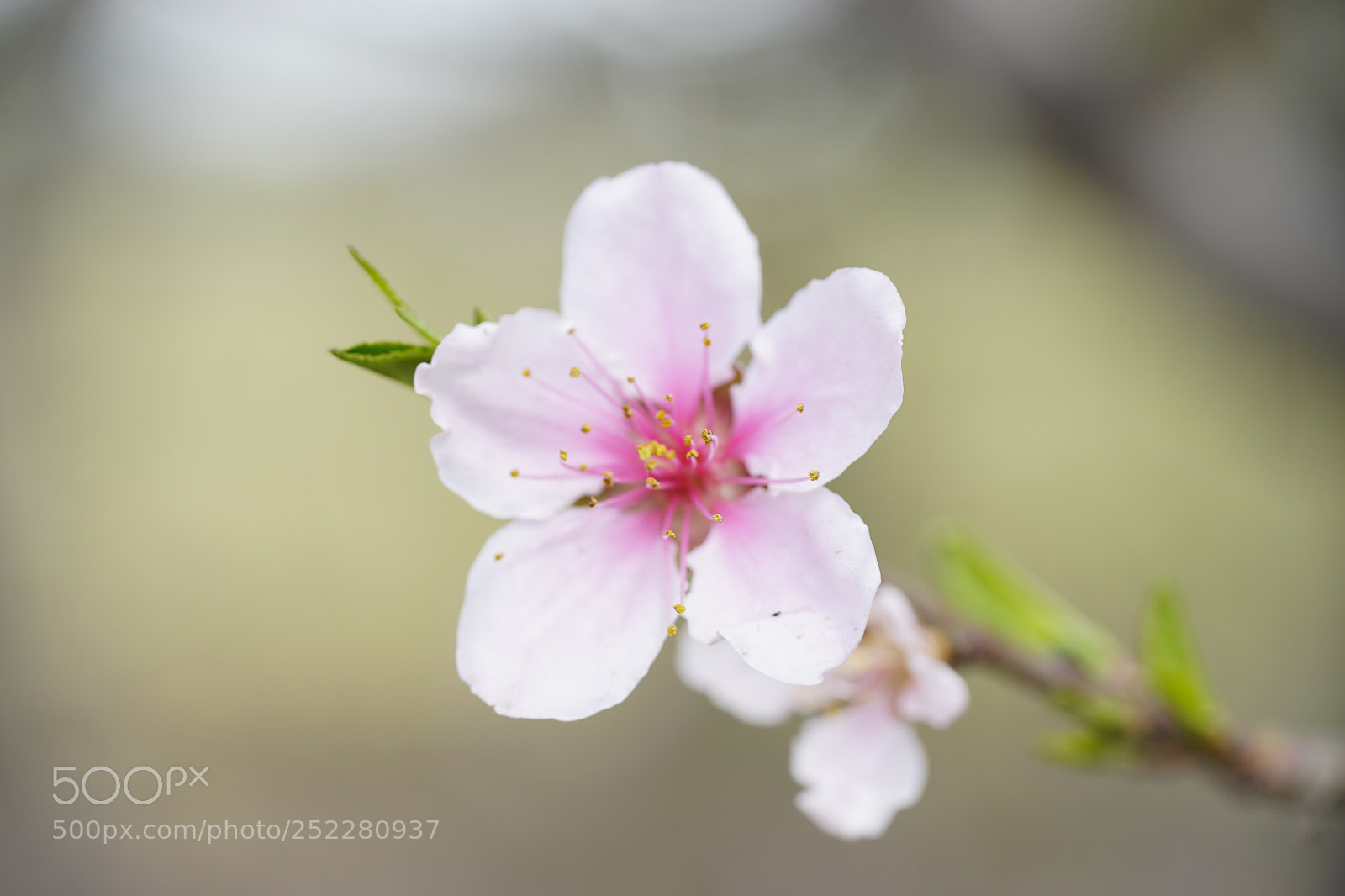 Sony a7 II sample photo. 桃花红 photography