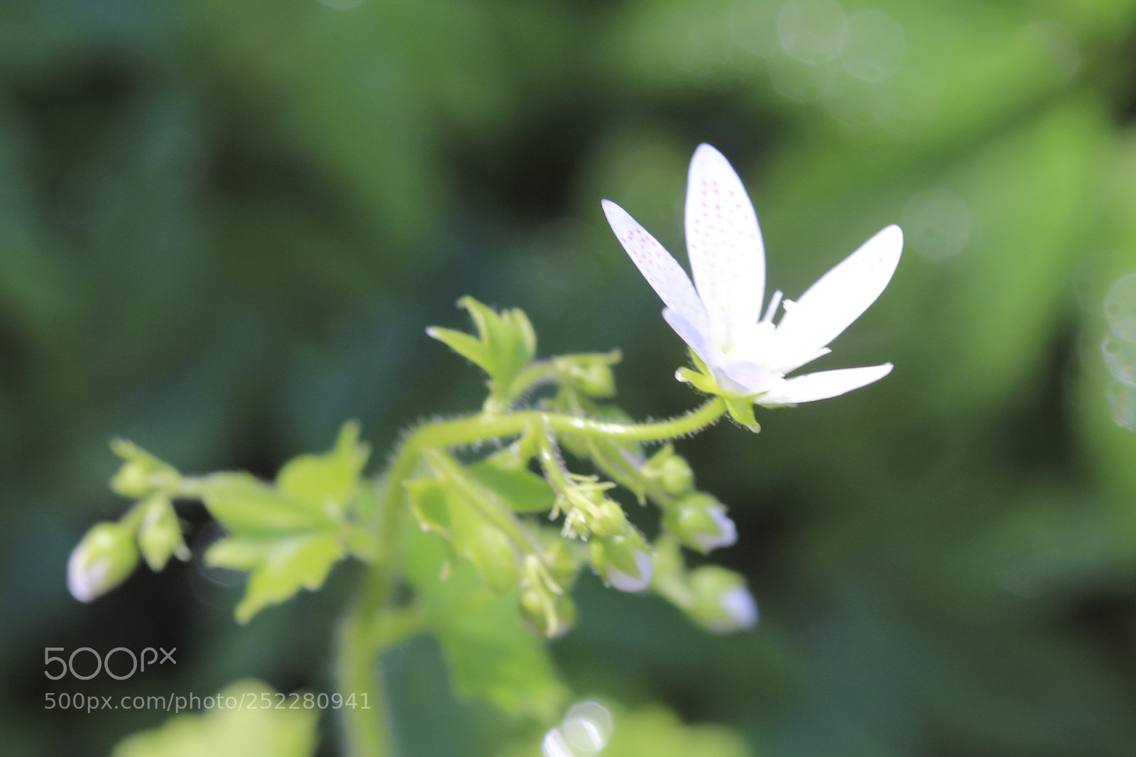 Canon EOS 60D sample photo. Botanical gardens photography