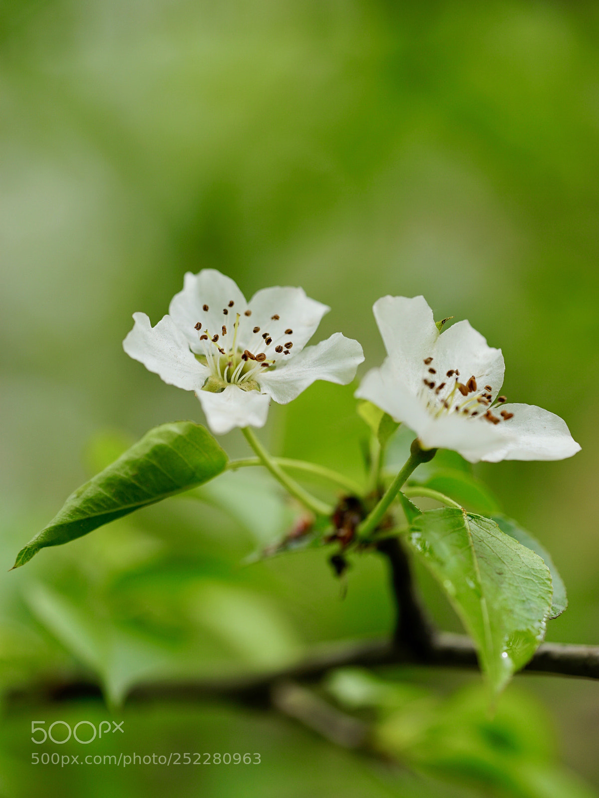 Sony a7 II sample photo. 雨沐雙嬌 photography