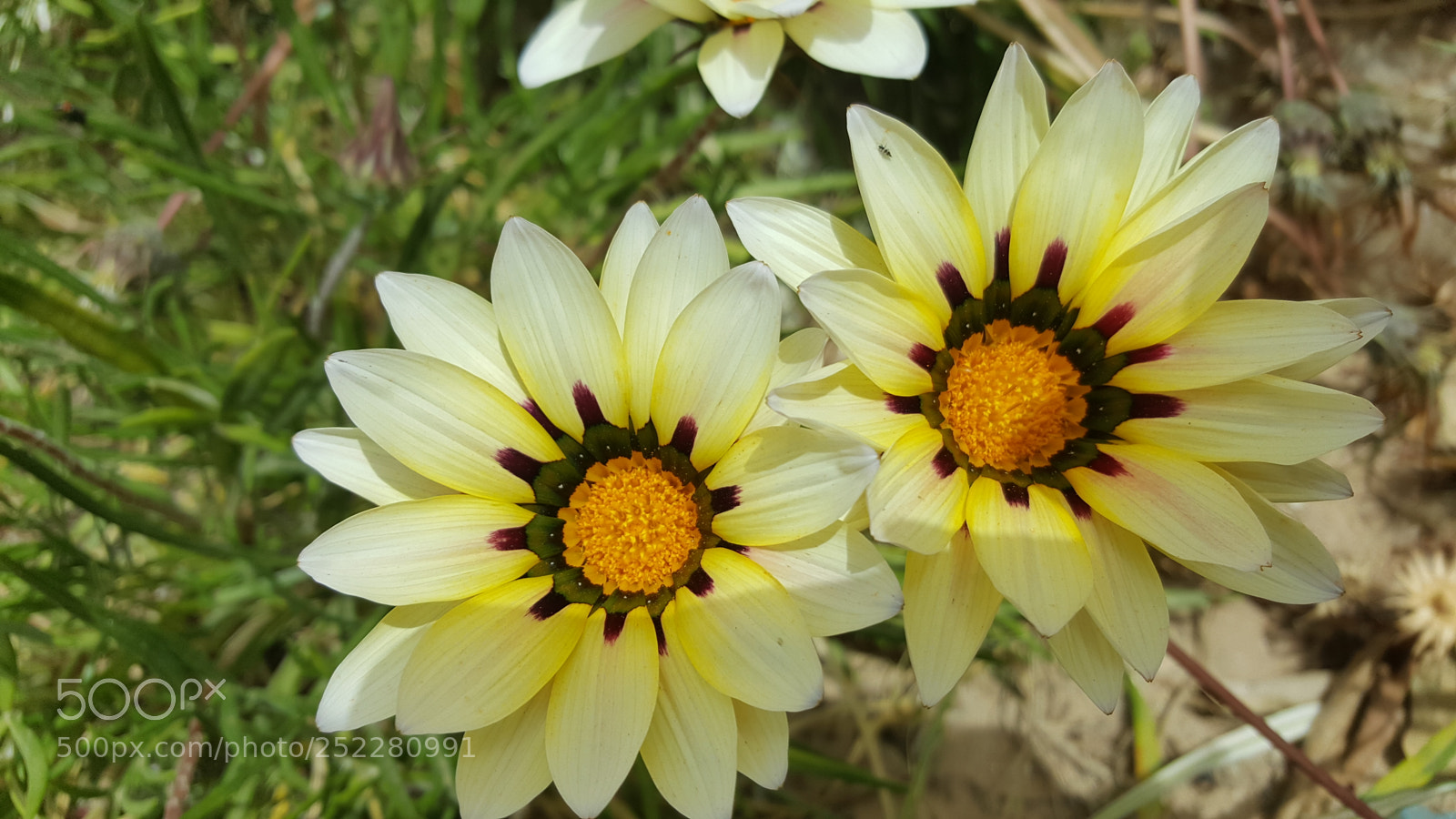 Samsung GALAXY S6 edge sample photo. Untitled photography