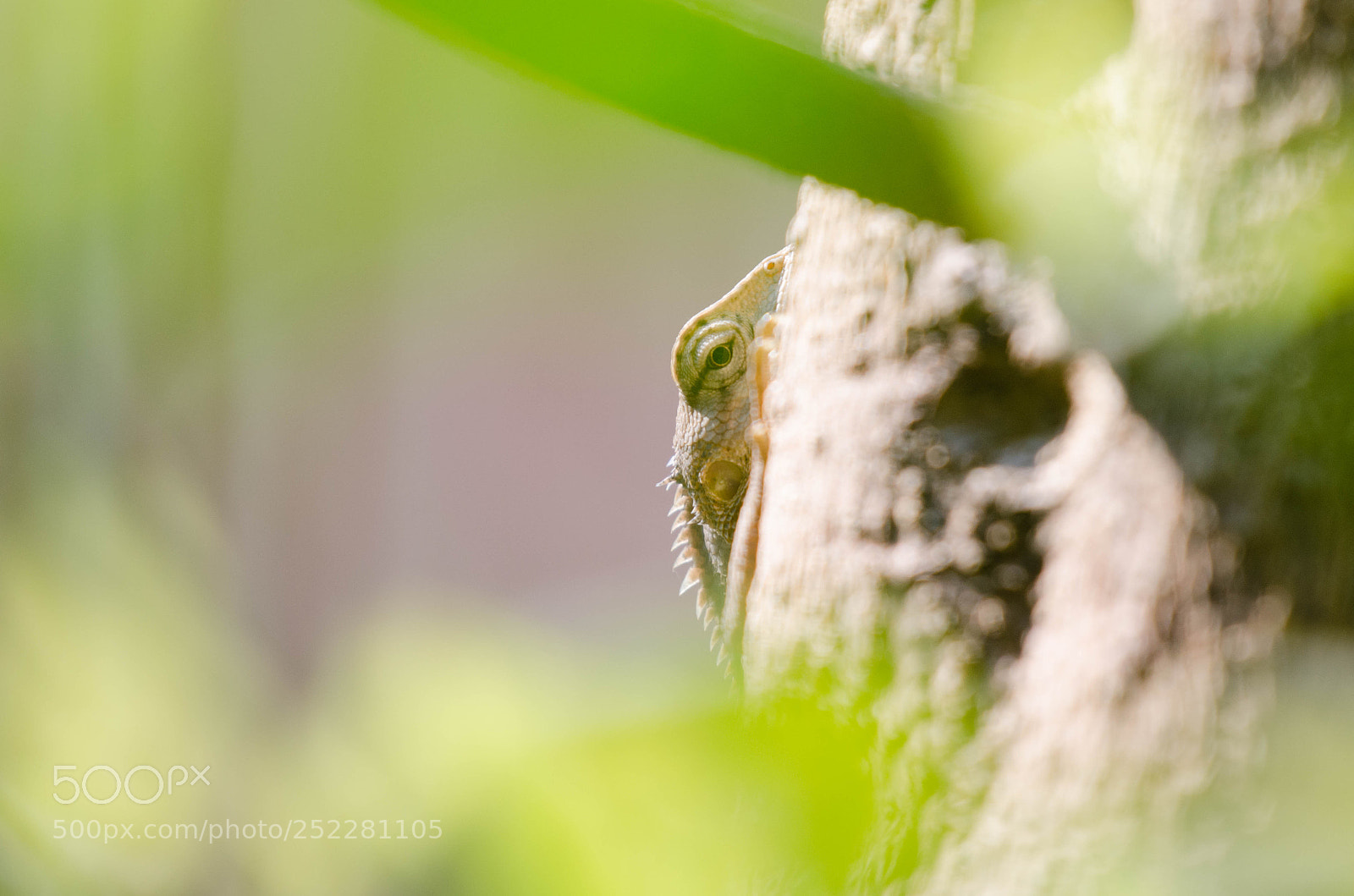 Nikon D7000 sample photo. Peek a boo ! photography