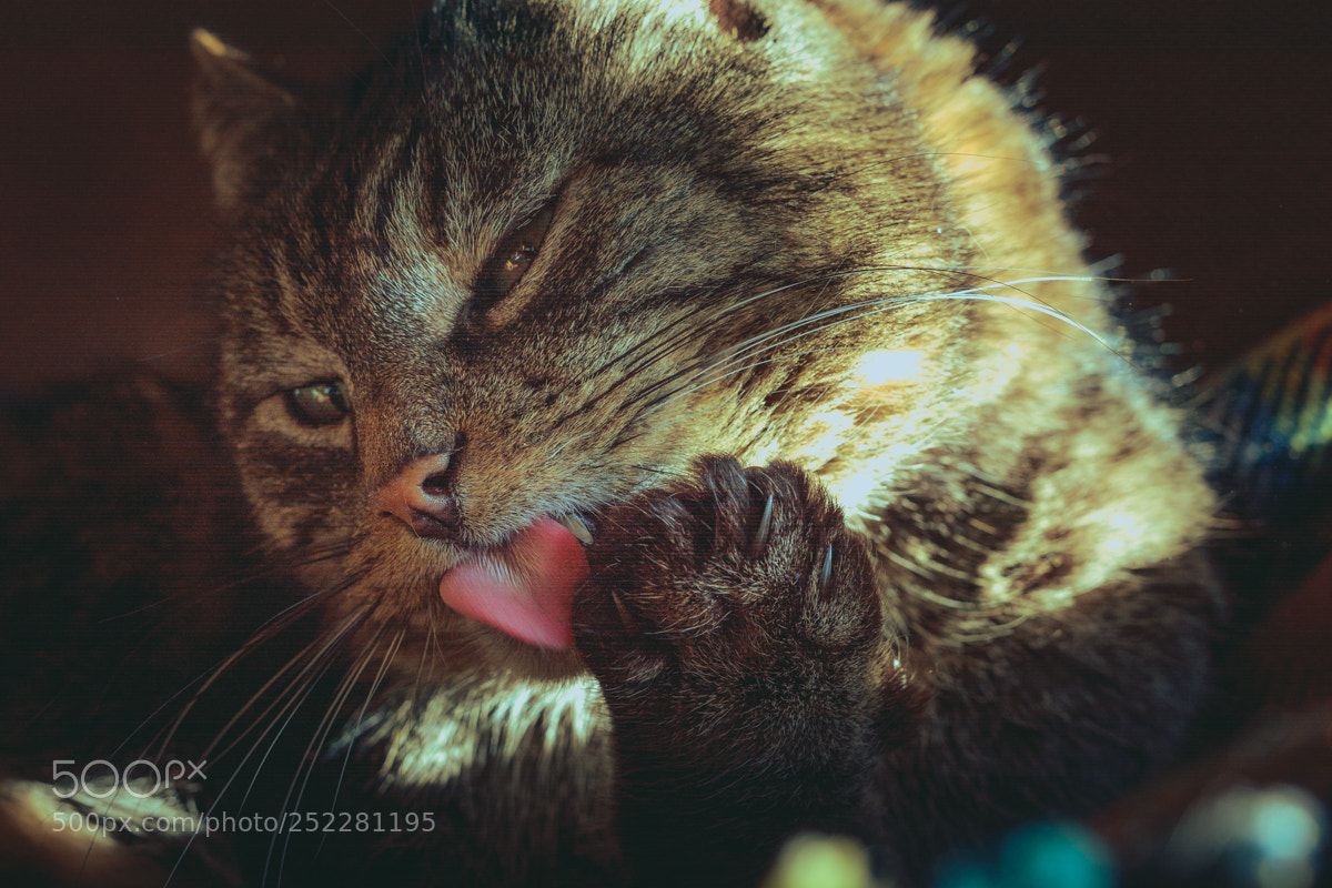 Nikon D5200 sample photo. Indoor cat enjoying a photography