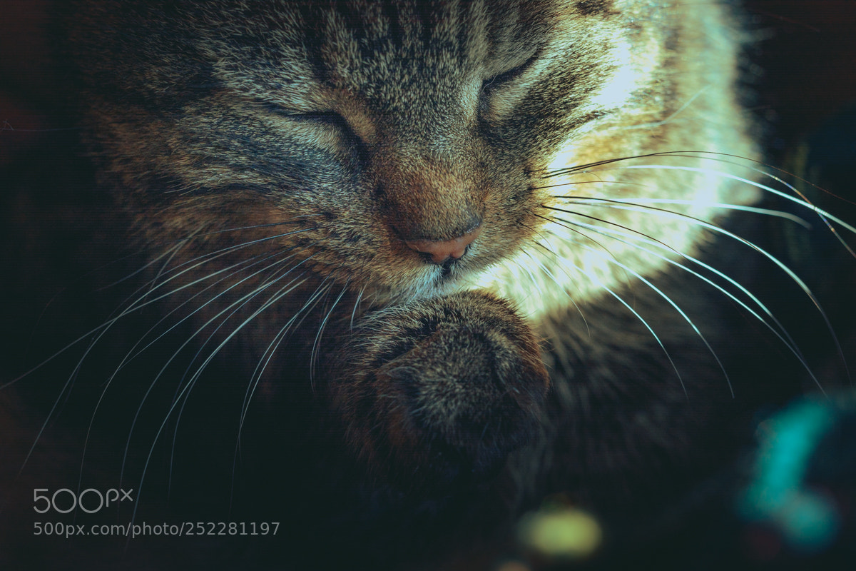 Nikon D5200 sample photo. Indoor cat enjoying a photography