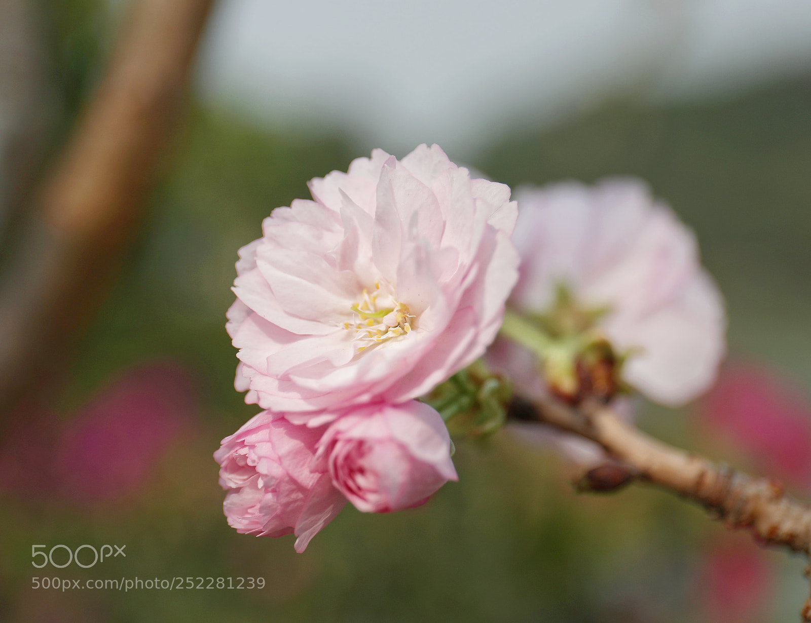 Canon EOS 5D Mark IV sample photo. Flower 18 photography