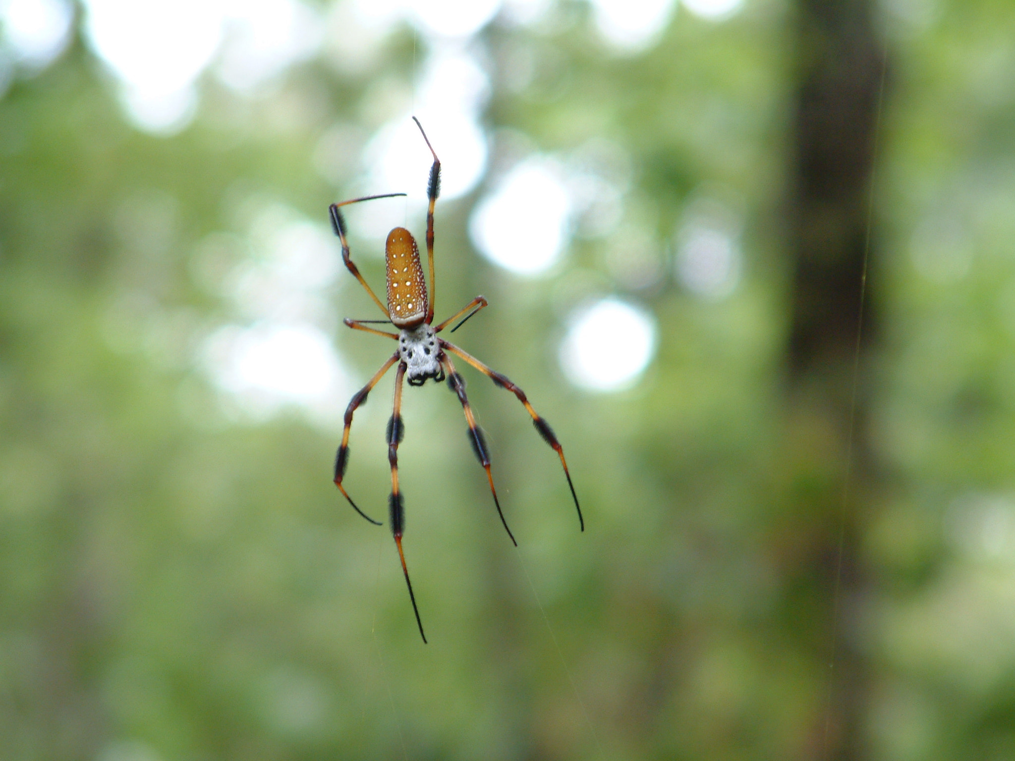 Fujifilm FinePix6900ZOOM sample photo. The lurking spider photography