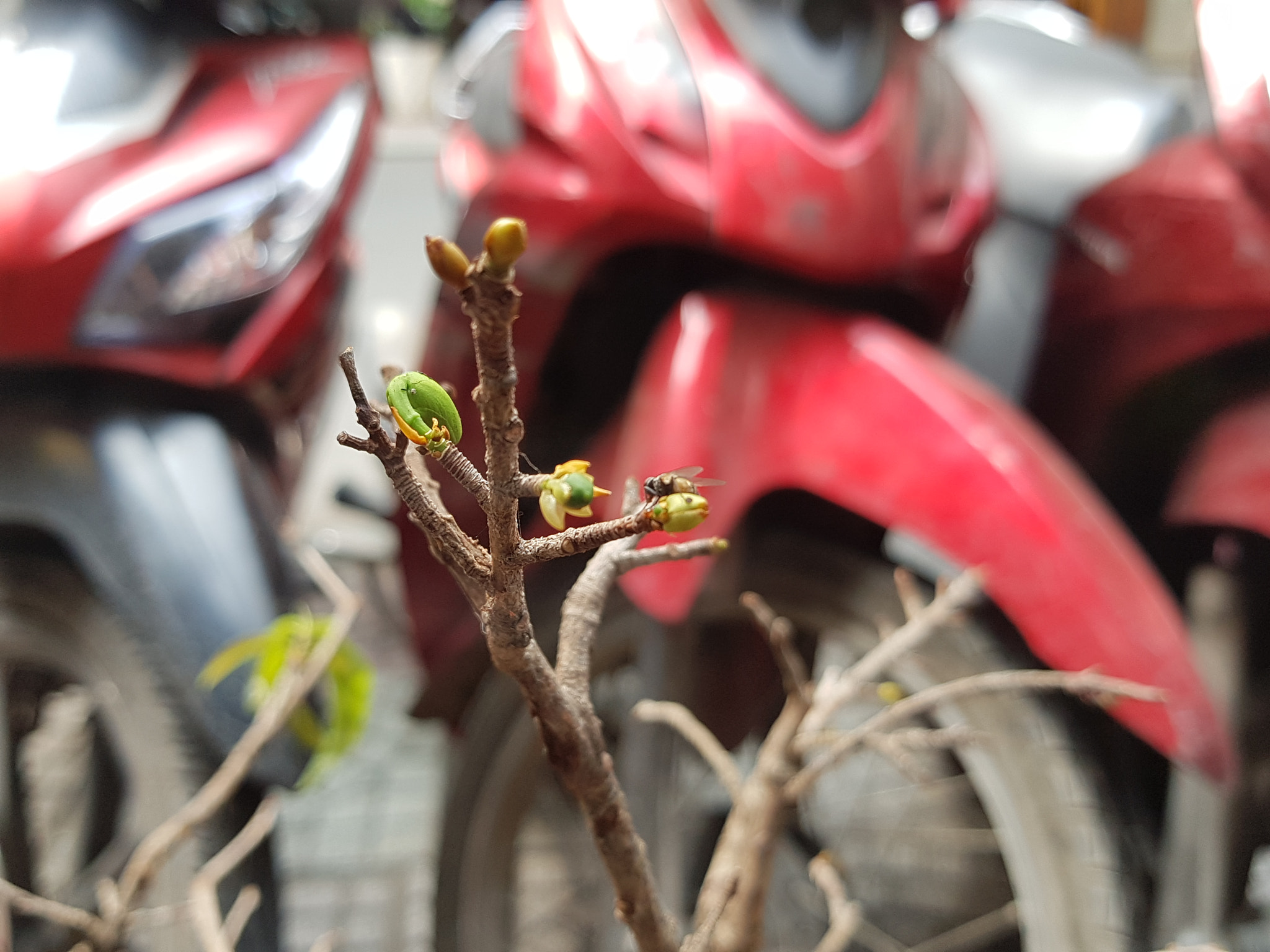 Samsung Galaxy Note Fan Edition sample photo. Spring again? photography