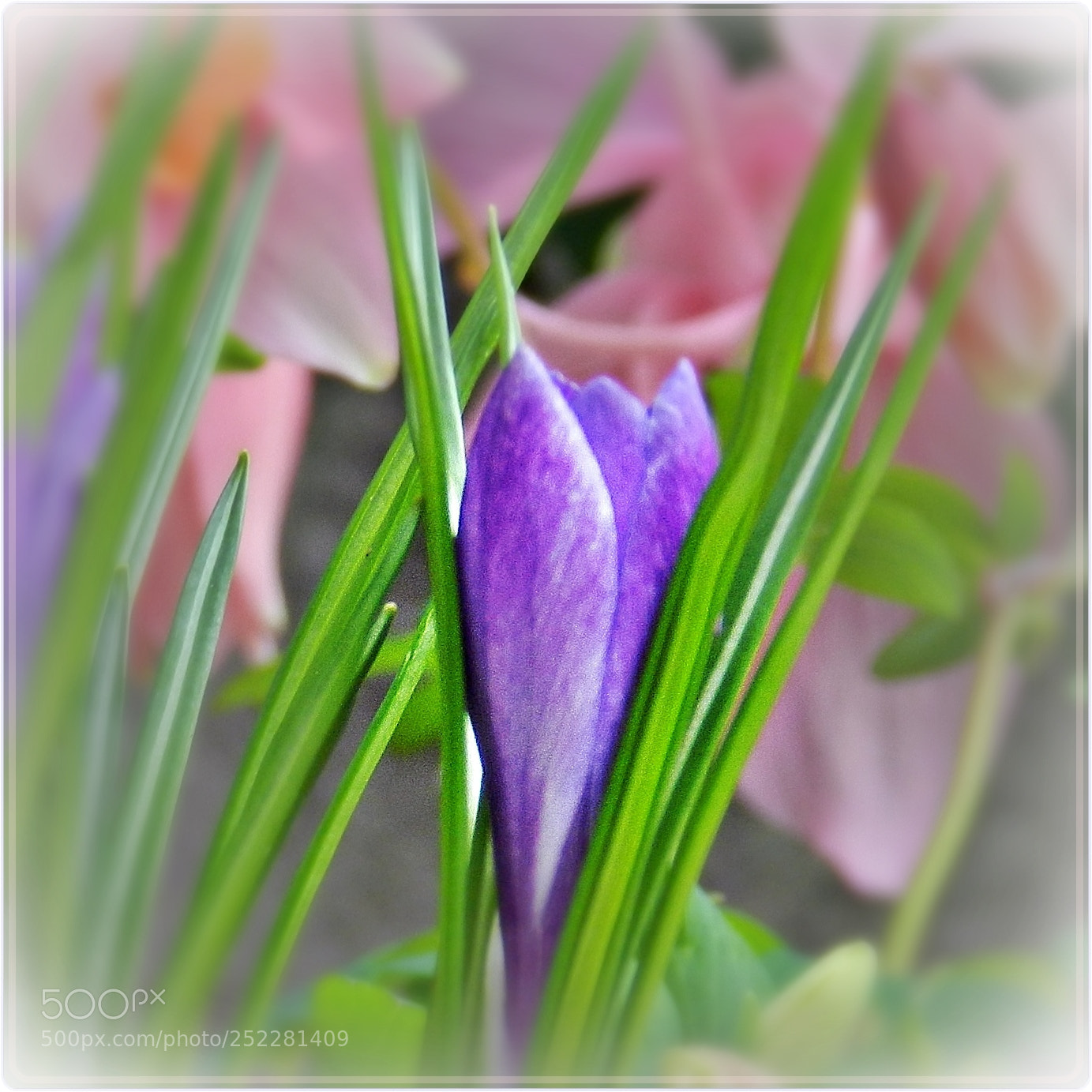 Nikon Coolpix P500 sample photo. Colours of springtime photography