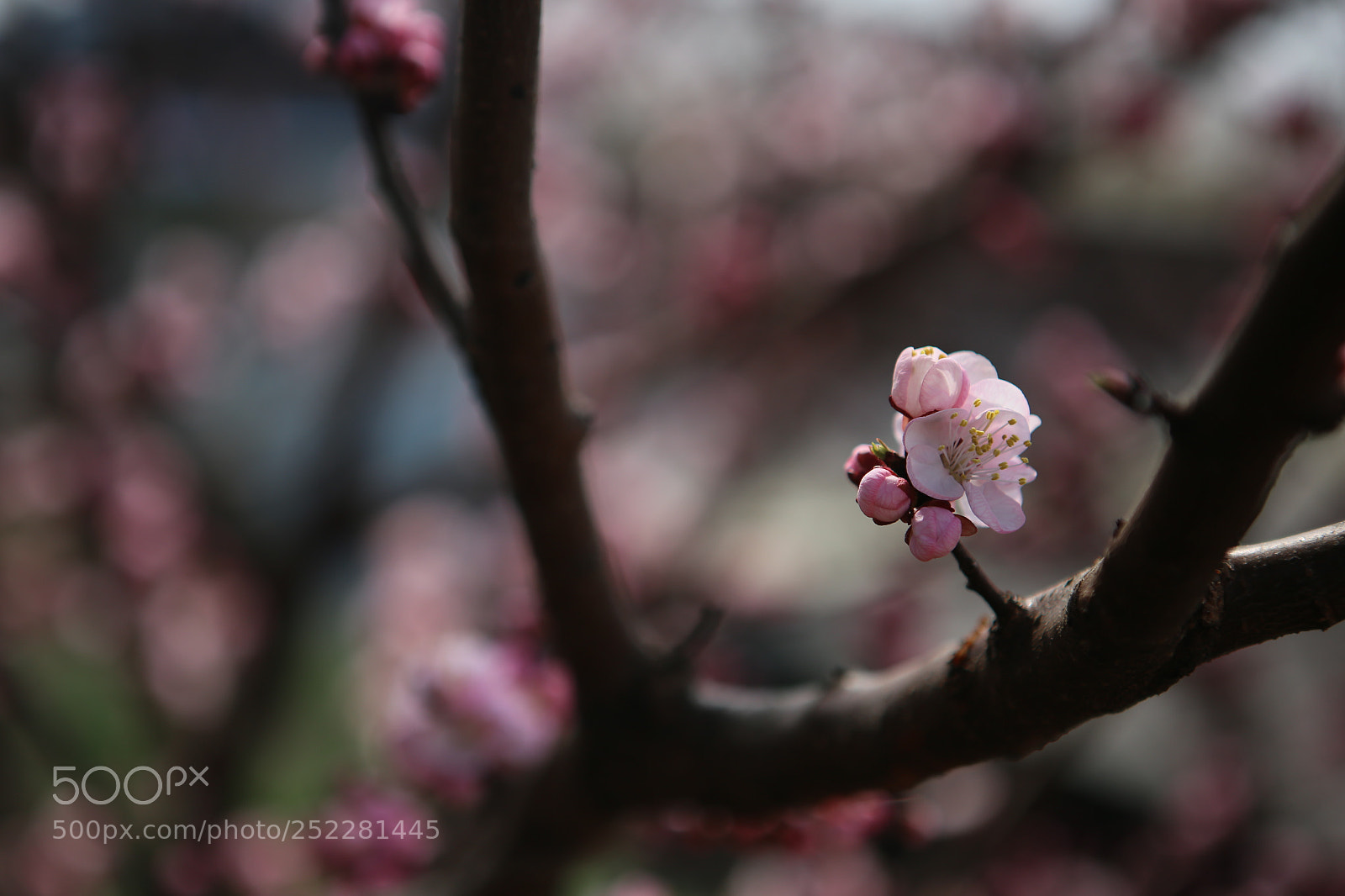 Canon EOS 6D + Canon EF 24-70mm F2.8L USM sample photo. Img photography
