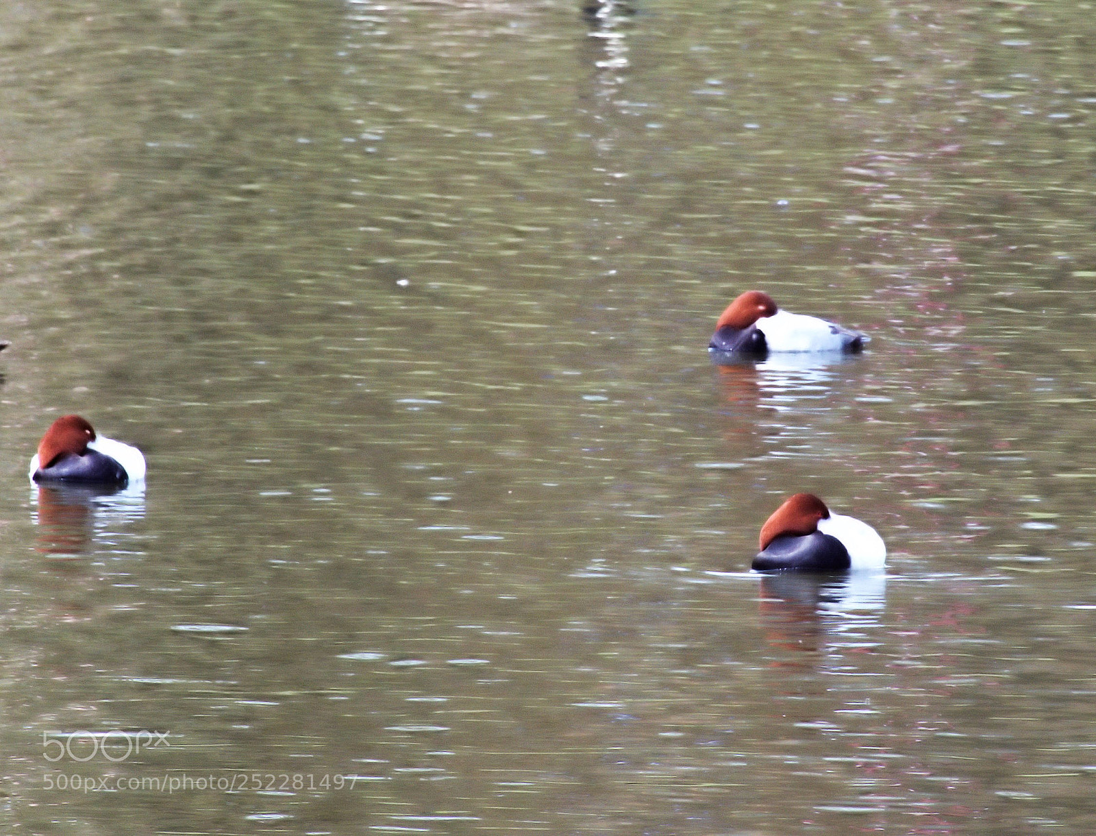 Panasonic Lumix DMC-FZ1000 sample photo. Fff () photography