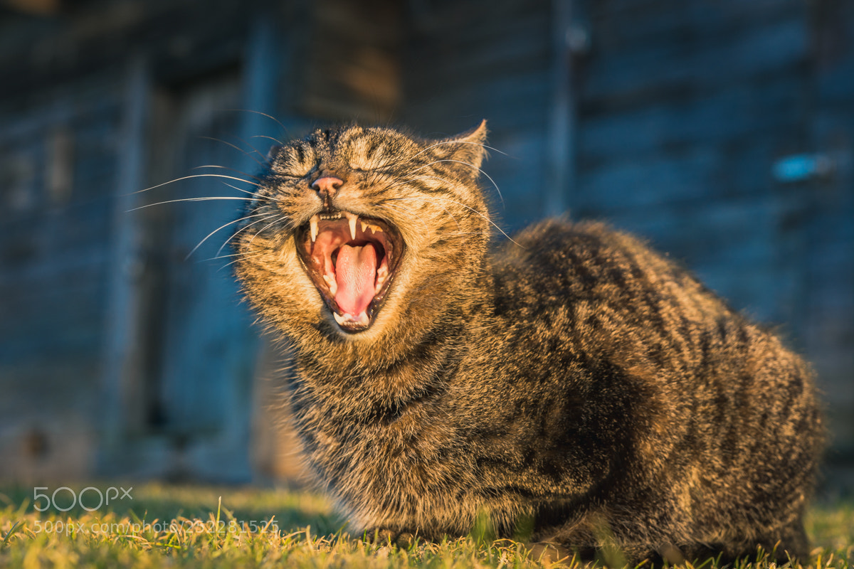 Nikon D5200 sample photo. Cat enjoying a warm photography