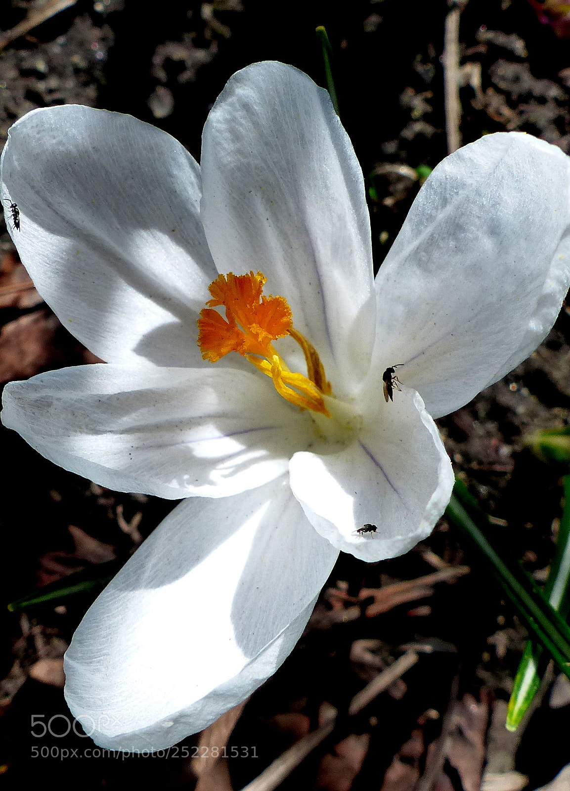 Panasonic Lumix DMC-FZ200 sample photo. White crocus. photography
