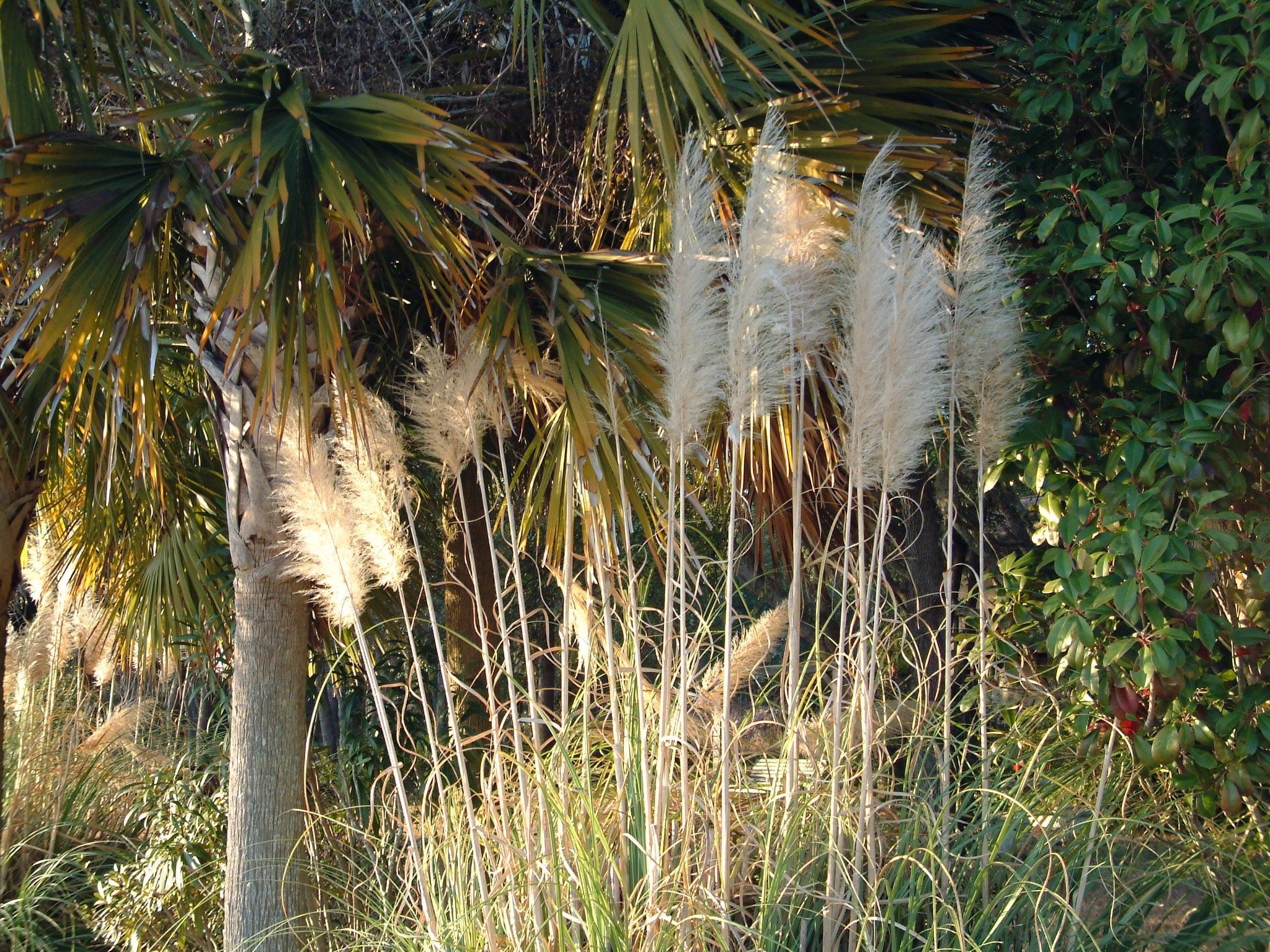 Fujifilm FinePix6900ZOOM sample photo. Floofy grass photography