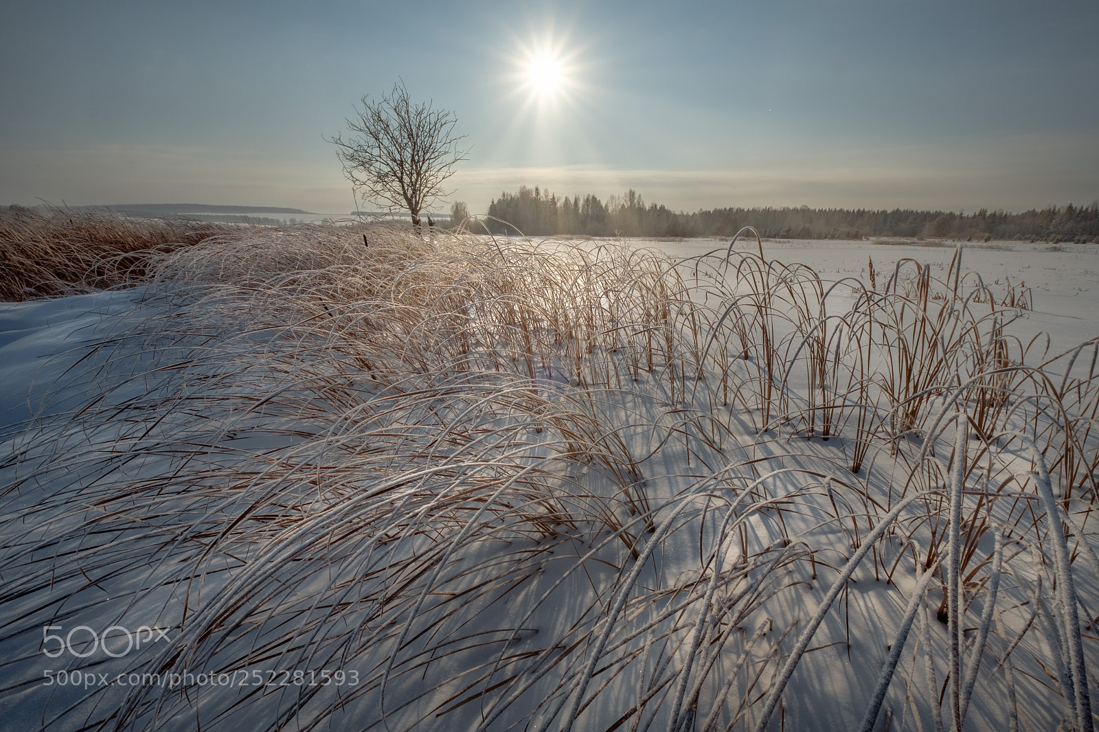 Fujifilm X-T20 sample photo. The frozen swamp photography