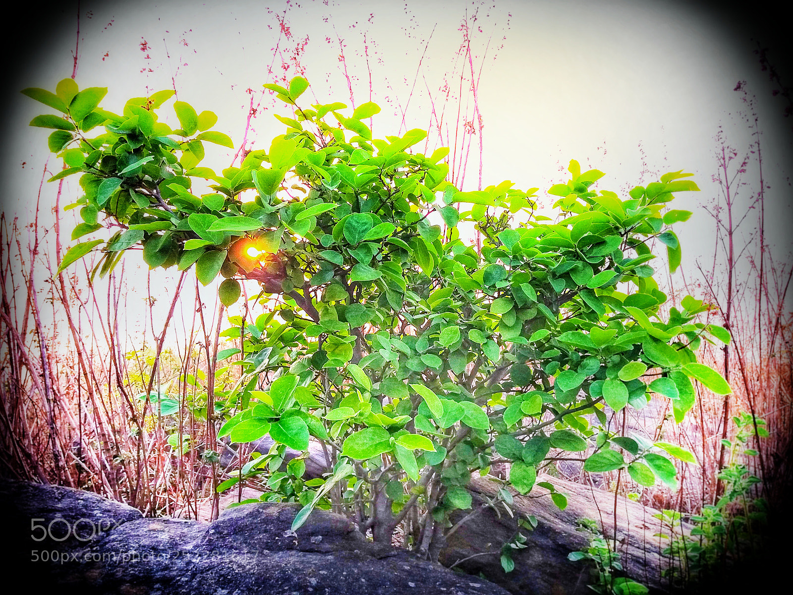 Samsung Galaxy J5 sample photo. Green tree, sunrise photography
