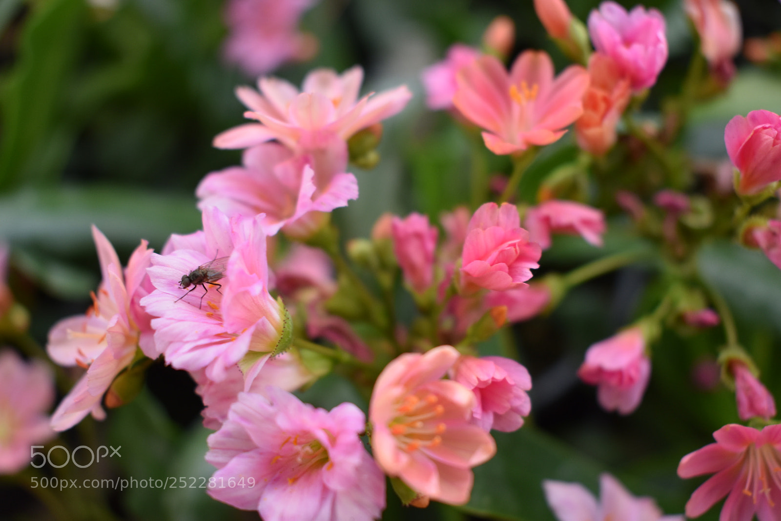 Nikon D5600 sample photo. Untitled photography