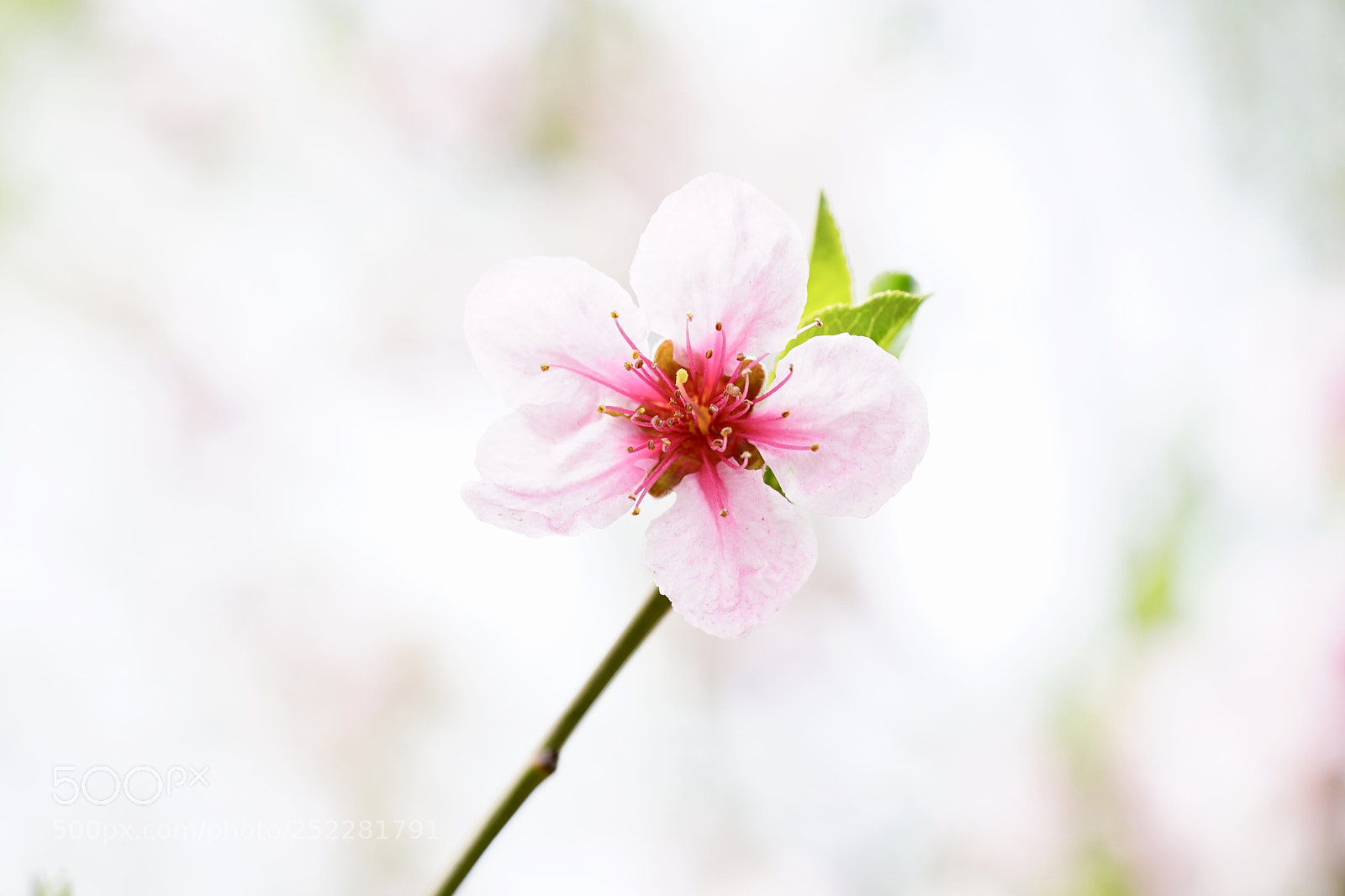 Sony a7 II sample photo. 桃之艷 photography