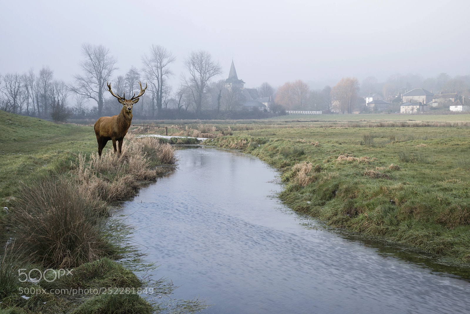 Nikon D800 sample photo. Red deer stag in photography