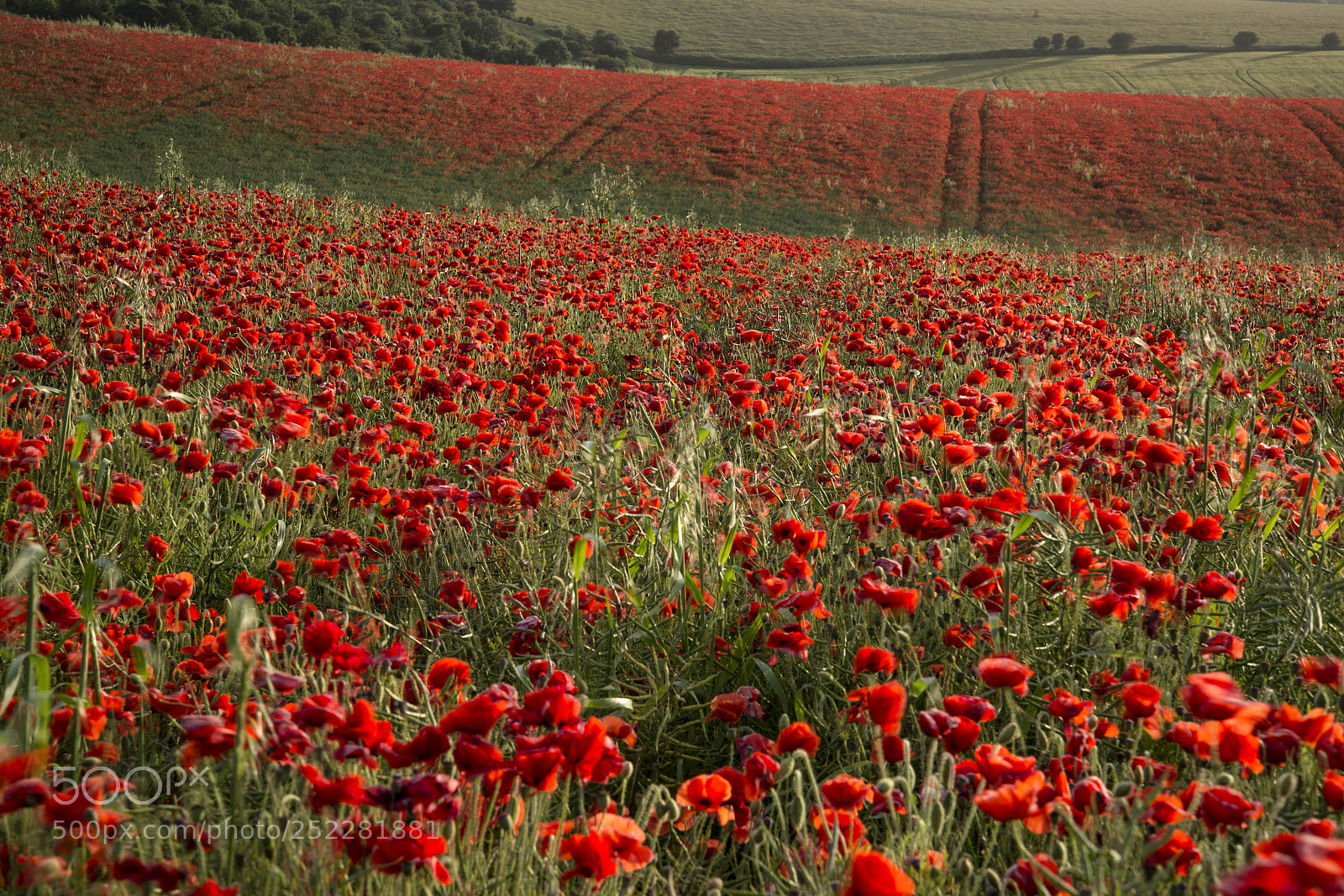 Nikon D600 sample photo. Stunning poppy field landscape photography