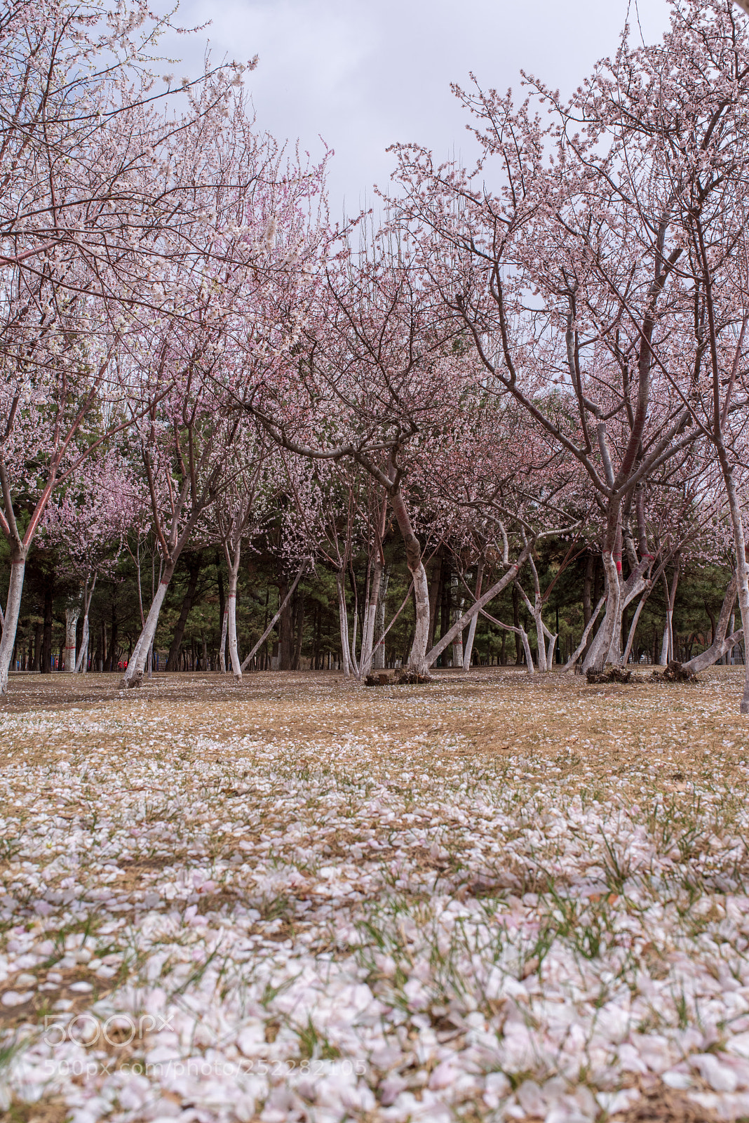Pentax K-1 sample photo. 桃花树 photography