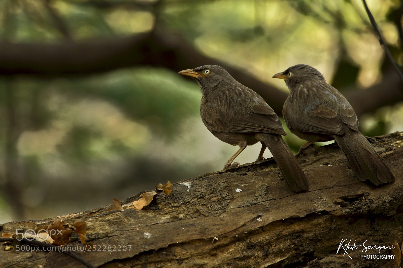 Canon EOS 700D (EOS Rebel T5i / EOS Kiss X7i) sample photo. Jungle babbler.......! photography
