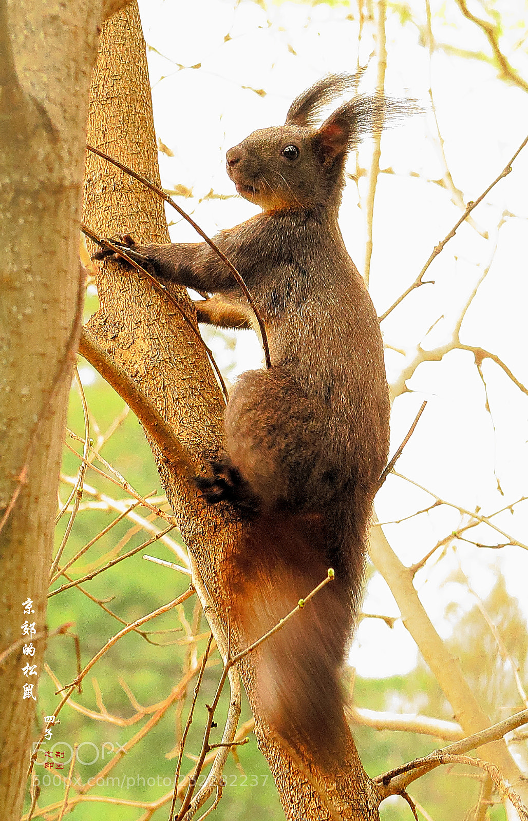 Canon PowerShot G1 X Mark II sample photo. The squirrel in suburban photography