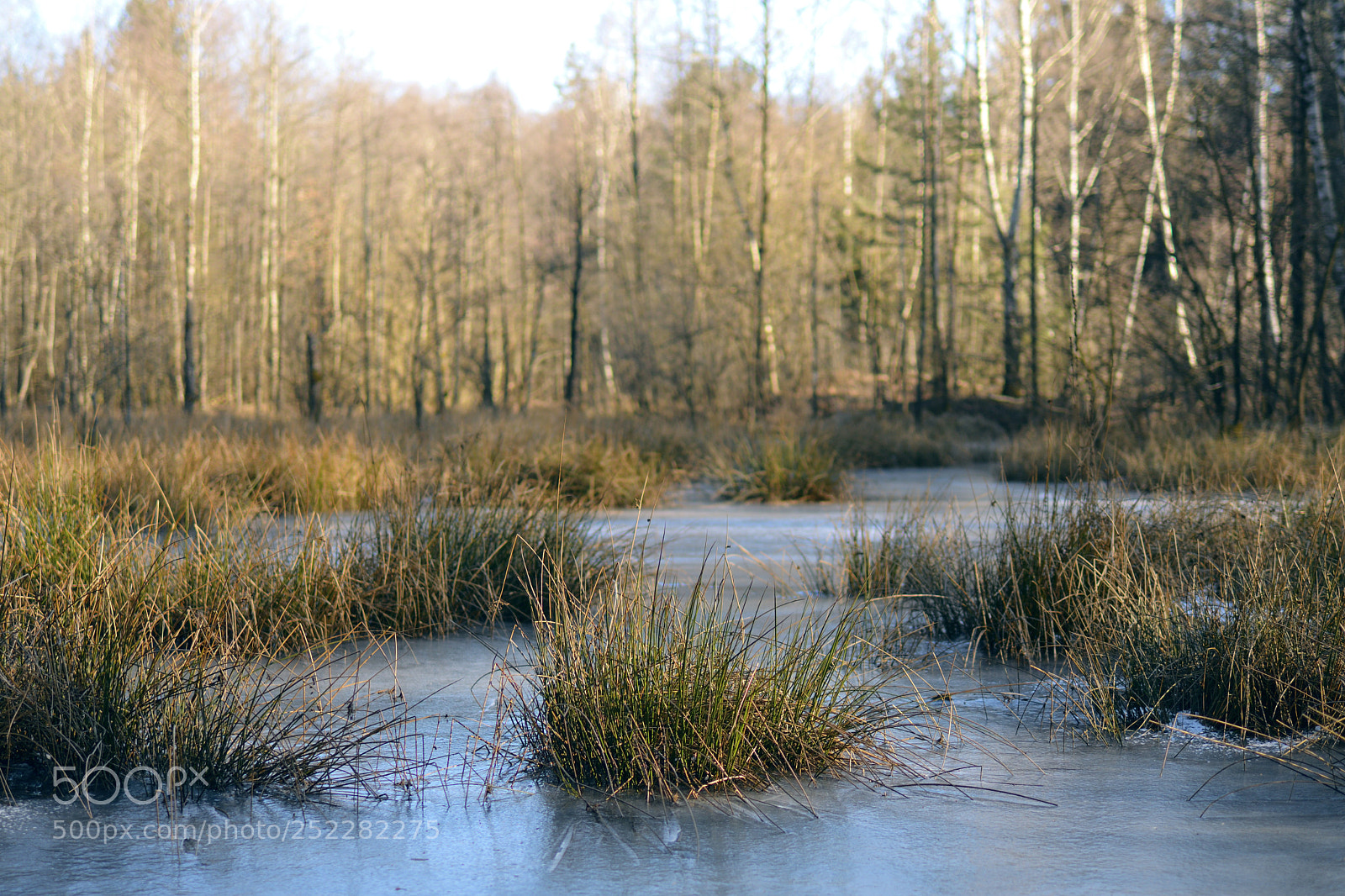 Nikon D7500 sample photo. Frozen swamp photography