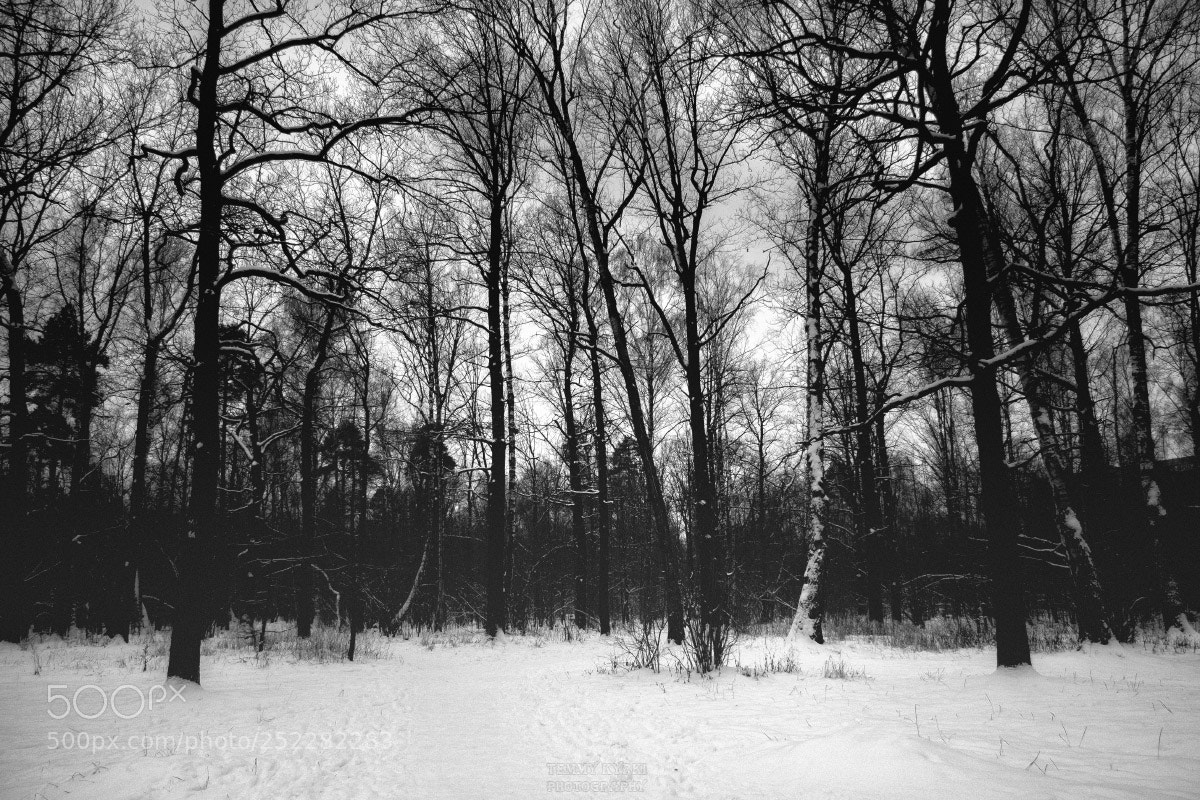 Olympus OM-D E-M1 sample photo. Dark winter forest photography