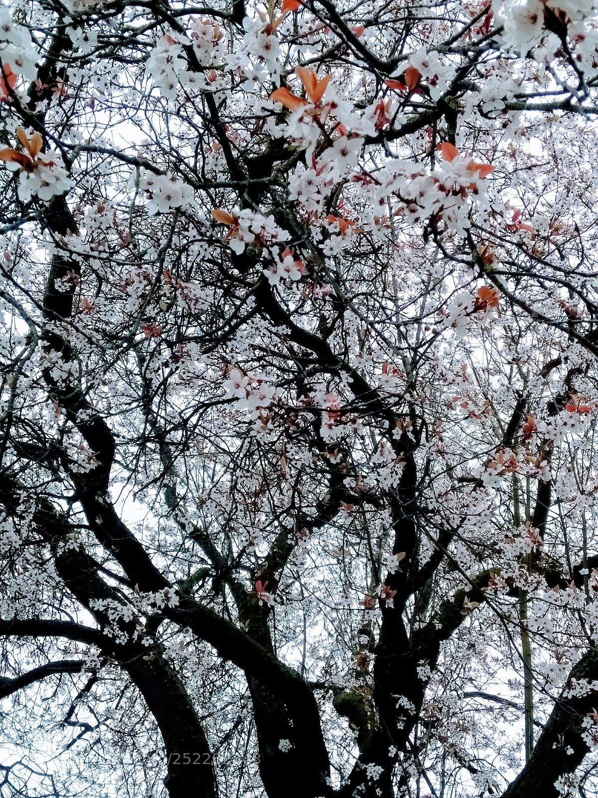 Motorola Moto G (5th Gen) sample photo. Spring : finally photography