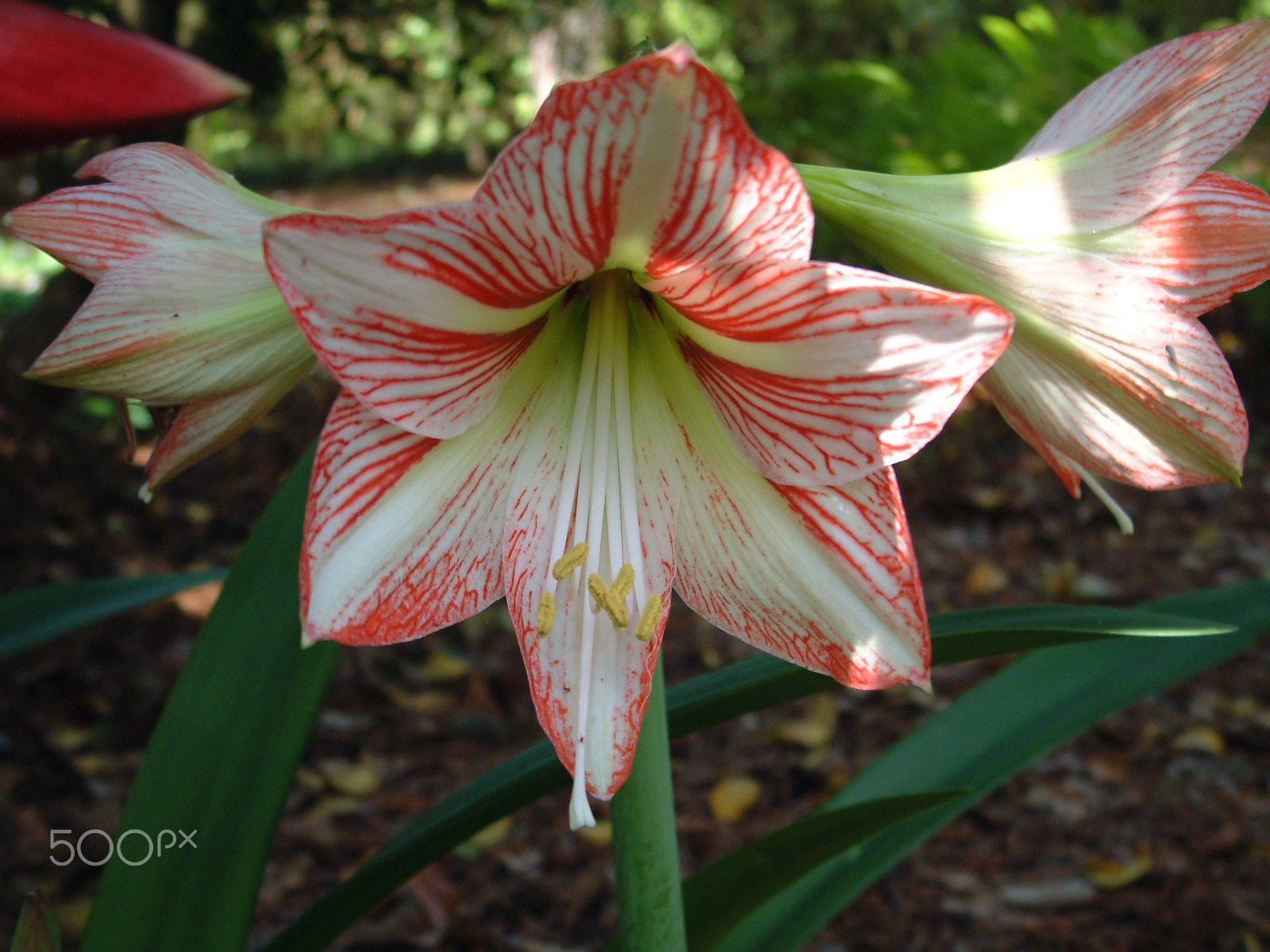 Fujifilm FinePix6900ZOOM sample photo. Amaryllis at the gardens photography
