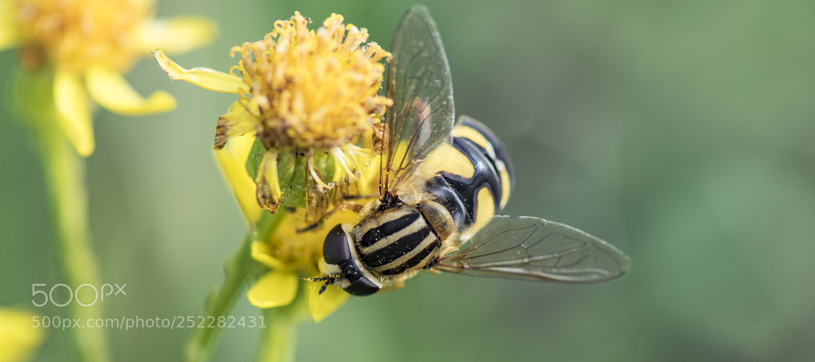 Nikon D5300 sample photo. Syrphe. photography