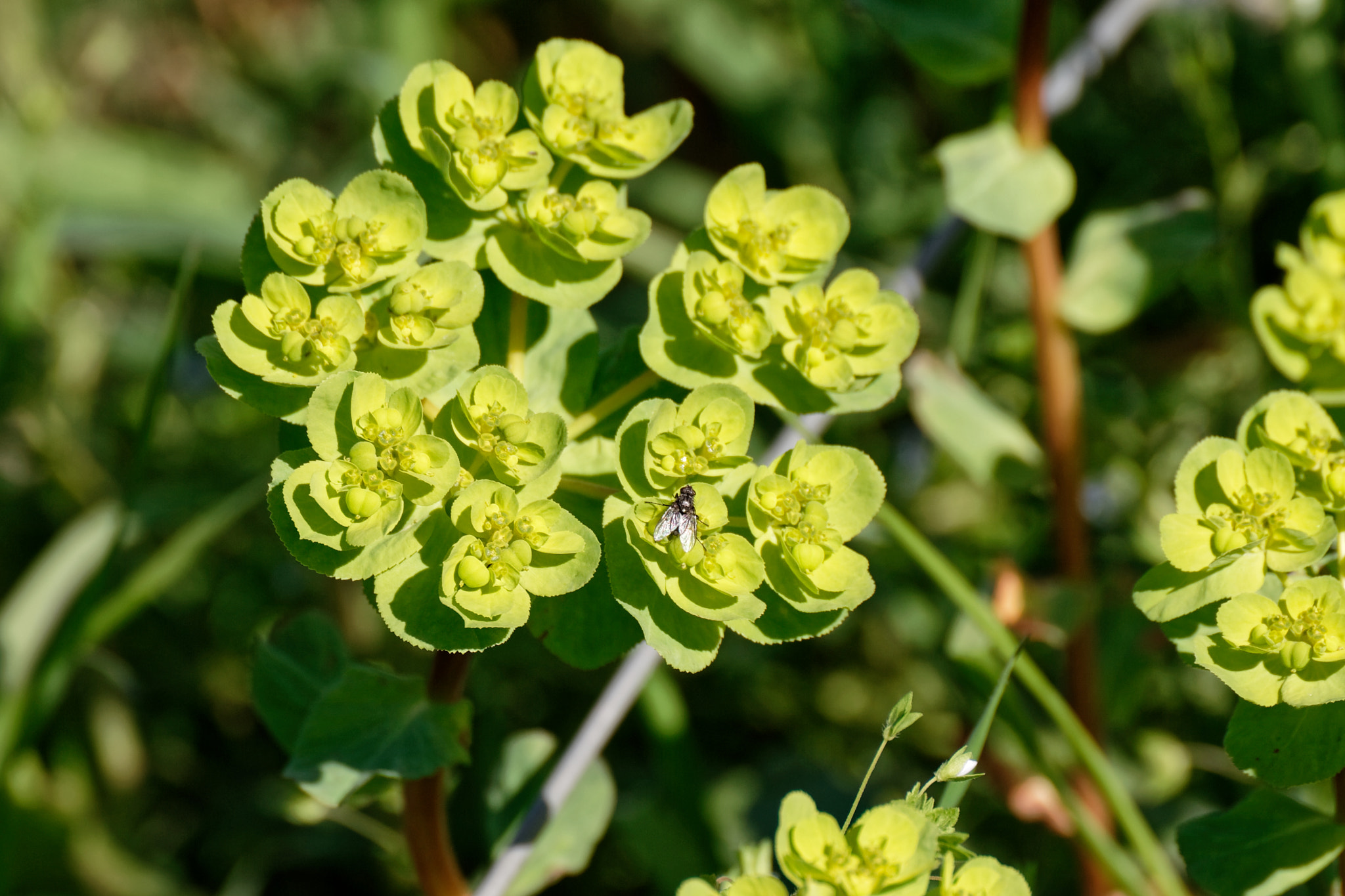 Canon EOS-1D Mark II sample photo. Flowers of eufhorbia photography