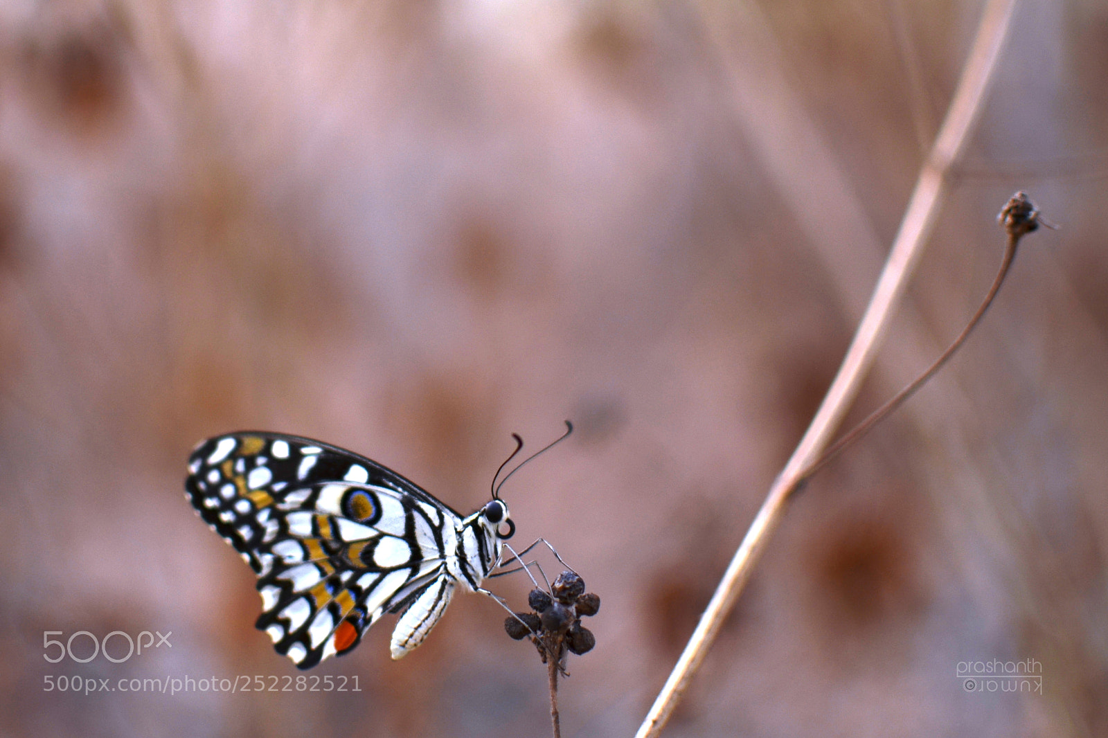 Nikon D5100 sample photo. Too close.. photography