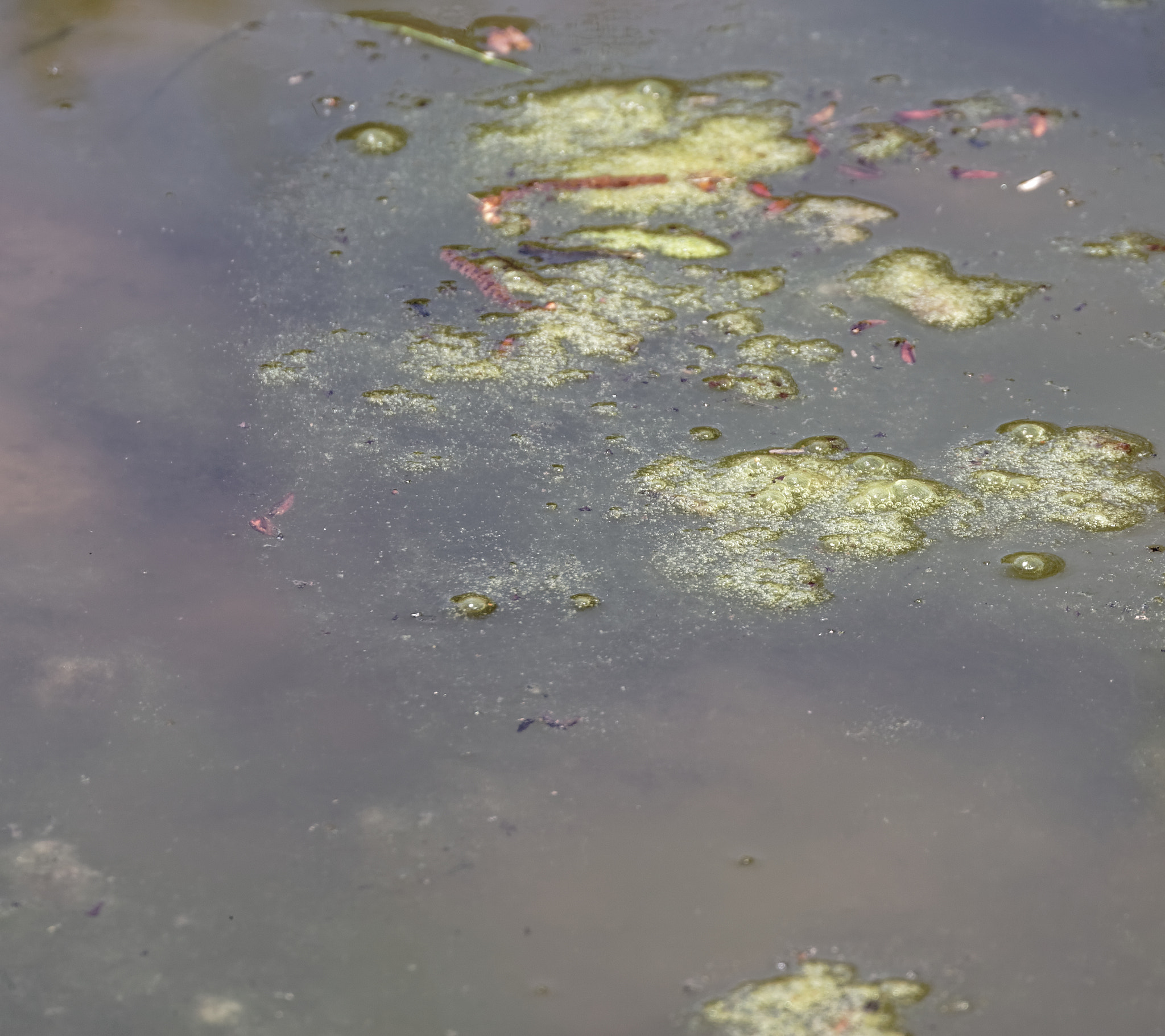 Canon EOS-1D Mark II sample photo. Detail of wetland photography