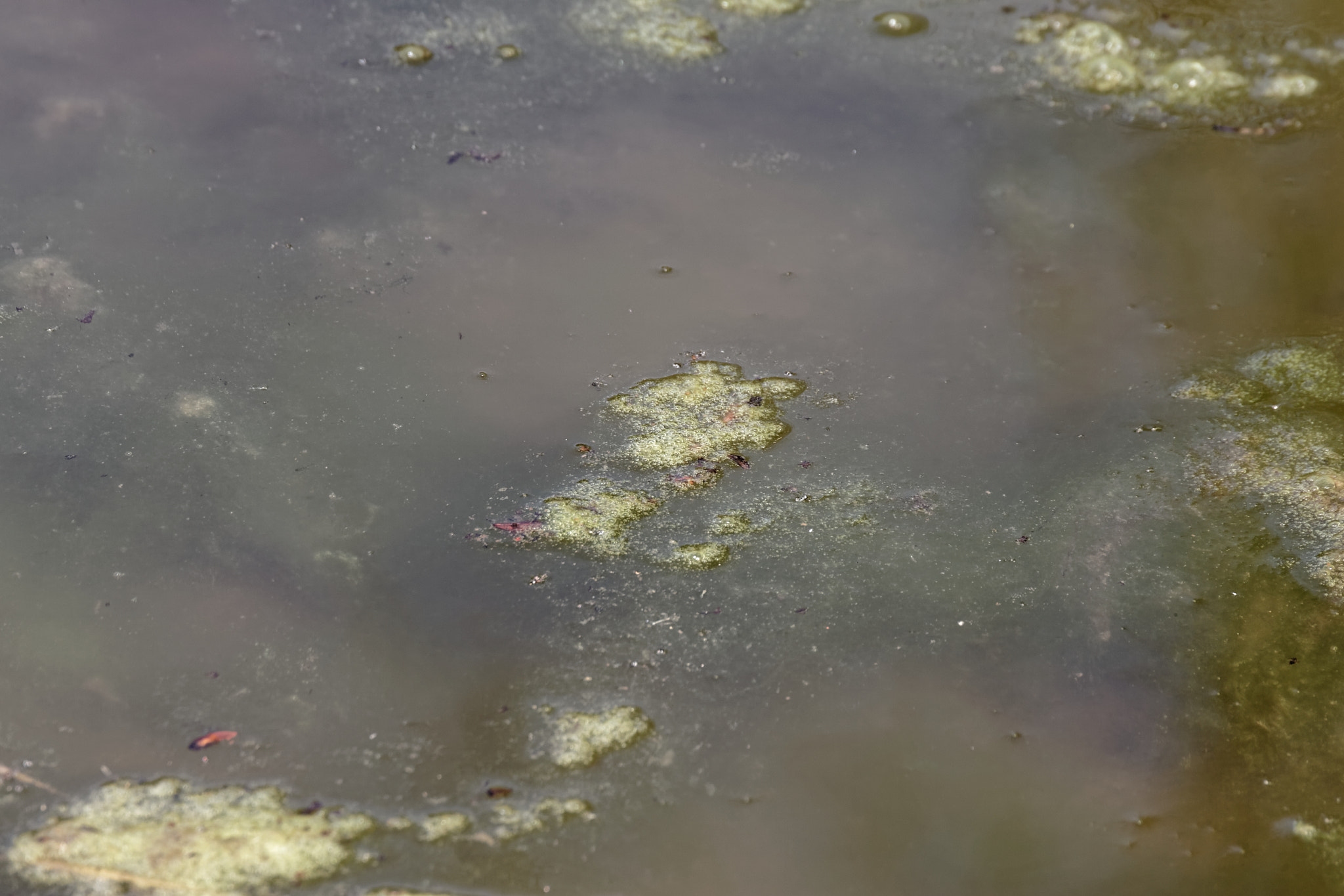 Canon EOS-1D Mark II sample photo. Detail of wetland photography
