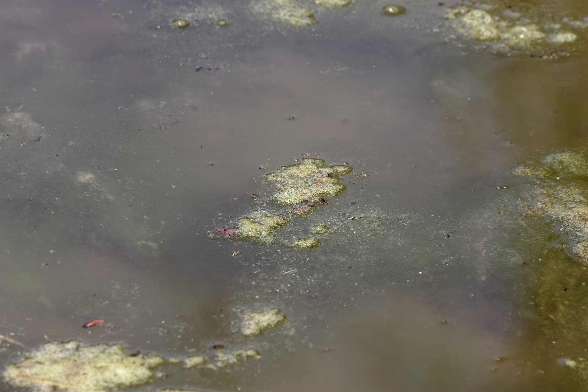 Canon EOS-1D Mark II + Tamron SP 35mm F1.8 Di VC USD sample photo. Detail of wetland photography