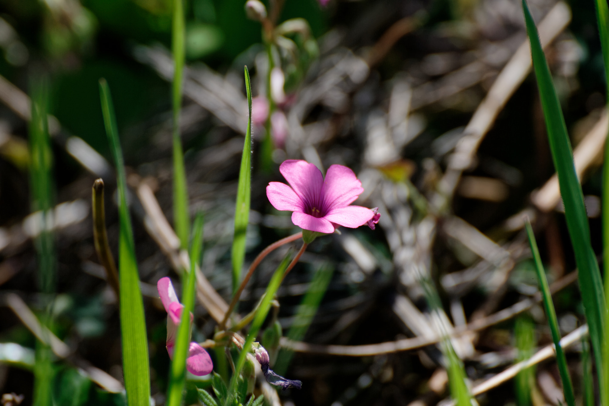 Tamron SP 35mm F1.8 Di VC USD sample photo. Trifolium flower in a garden photography