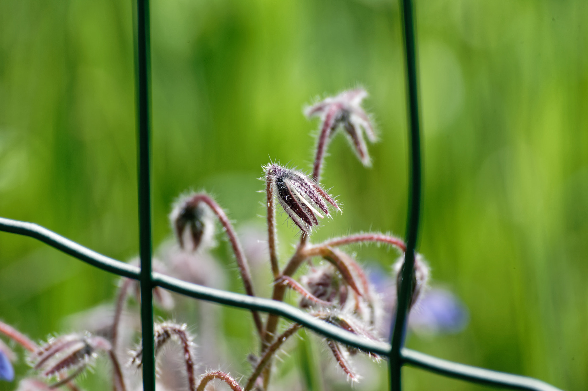 Canon EOS-1D Mark II + Tamron SP 35mm F1.8 Di VC USD sample photo. Flower of borago photography