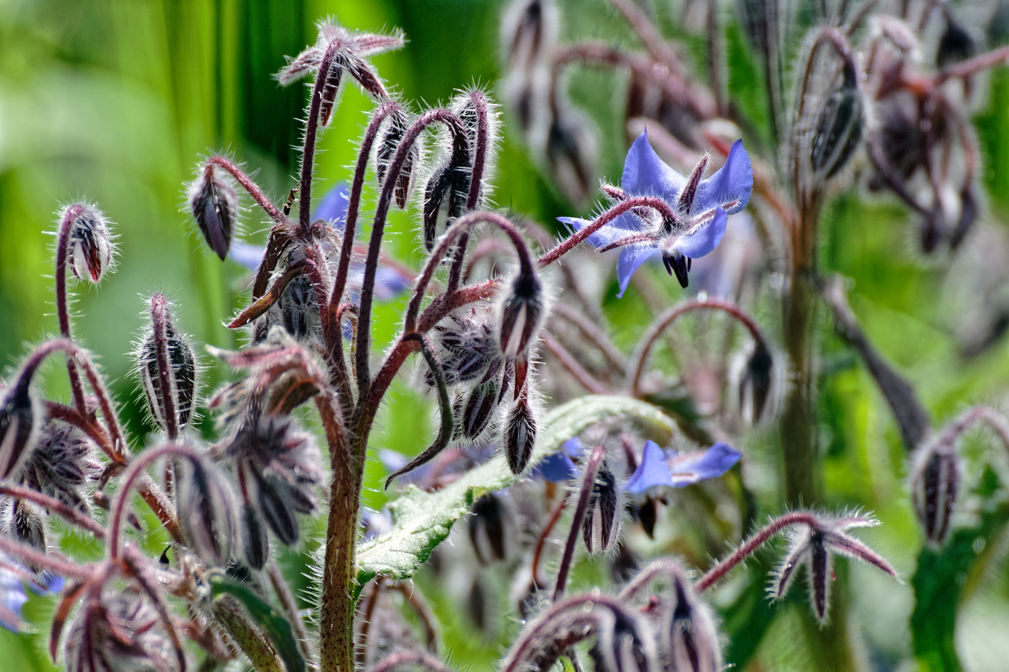 Tamron SP 35mm F1.8 Di VC USD sample photo. Flower of borago photography