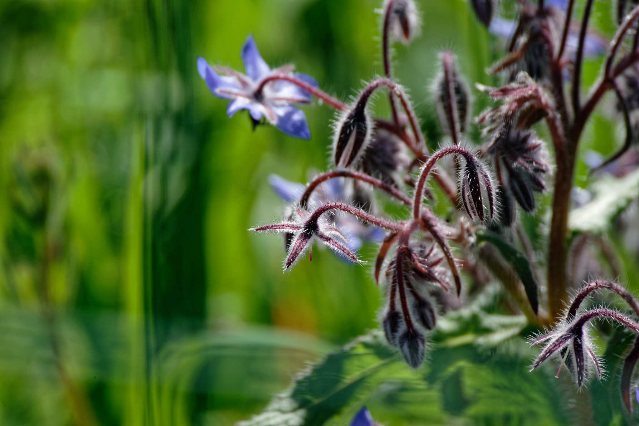 Canon EOS-1D Mark II sample photo. Flower of borago photography