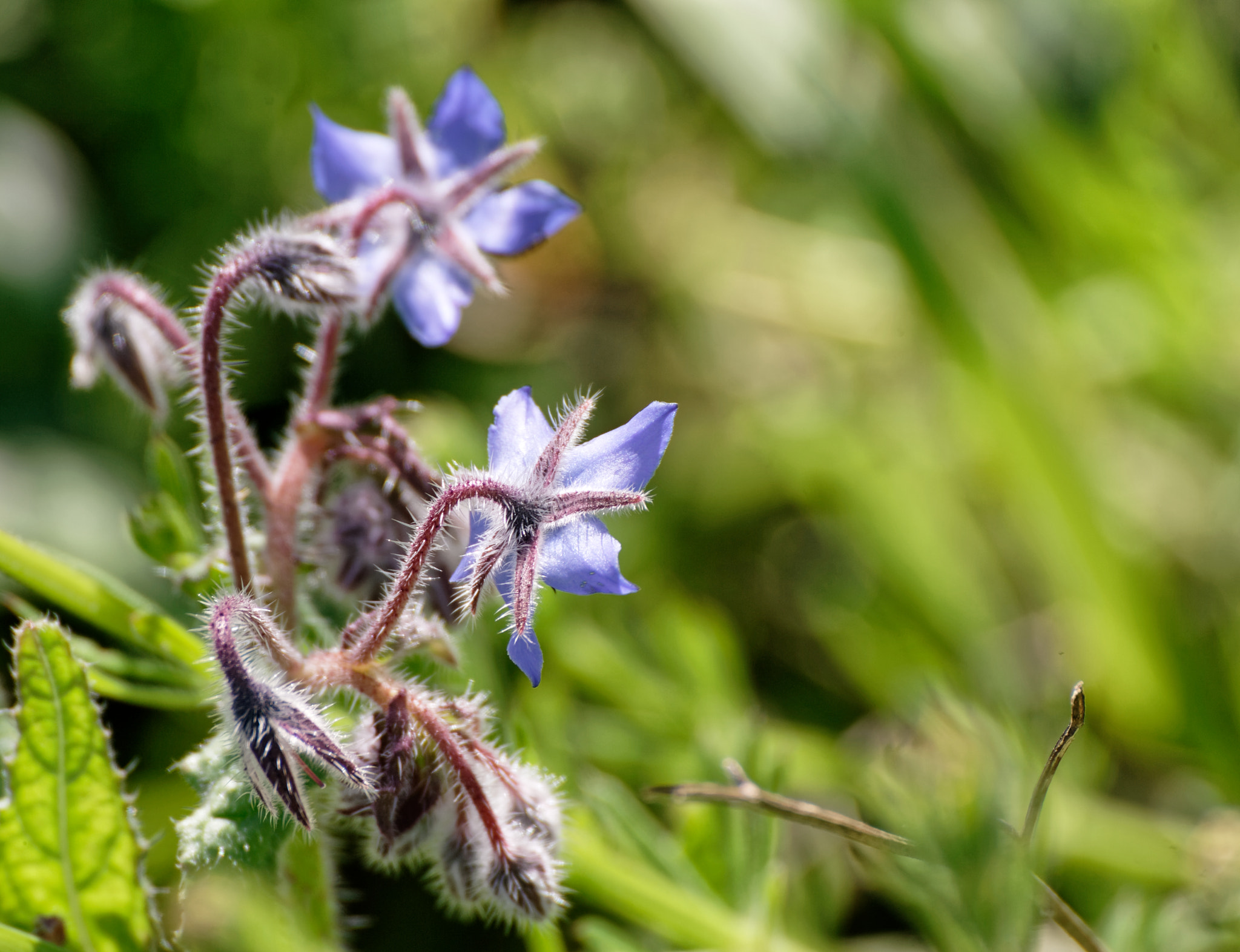 Canon EOS-1D Mark II sample photo. Flower of borago photography