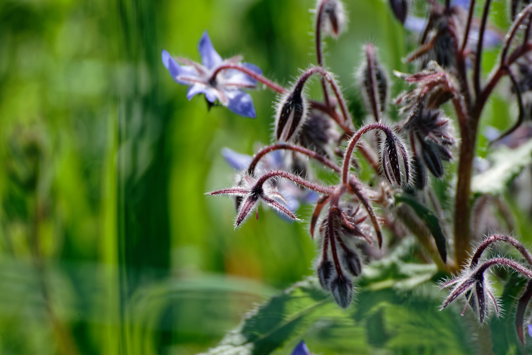 Canon EOS-1D Mark II + Tamron SP 35mm F1.8 Di VC USD sample photo. Flower of borago photography