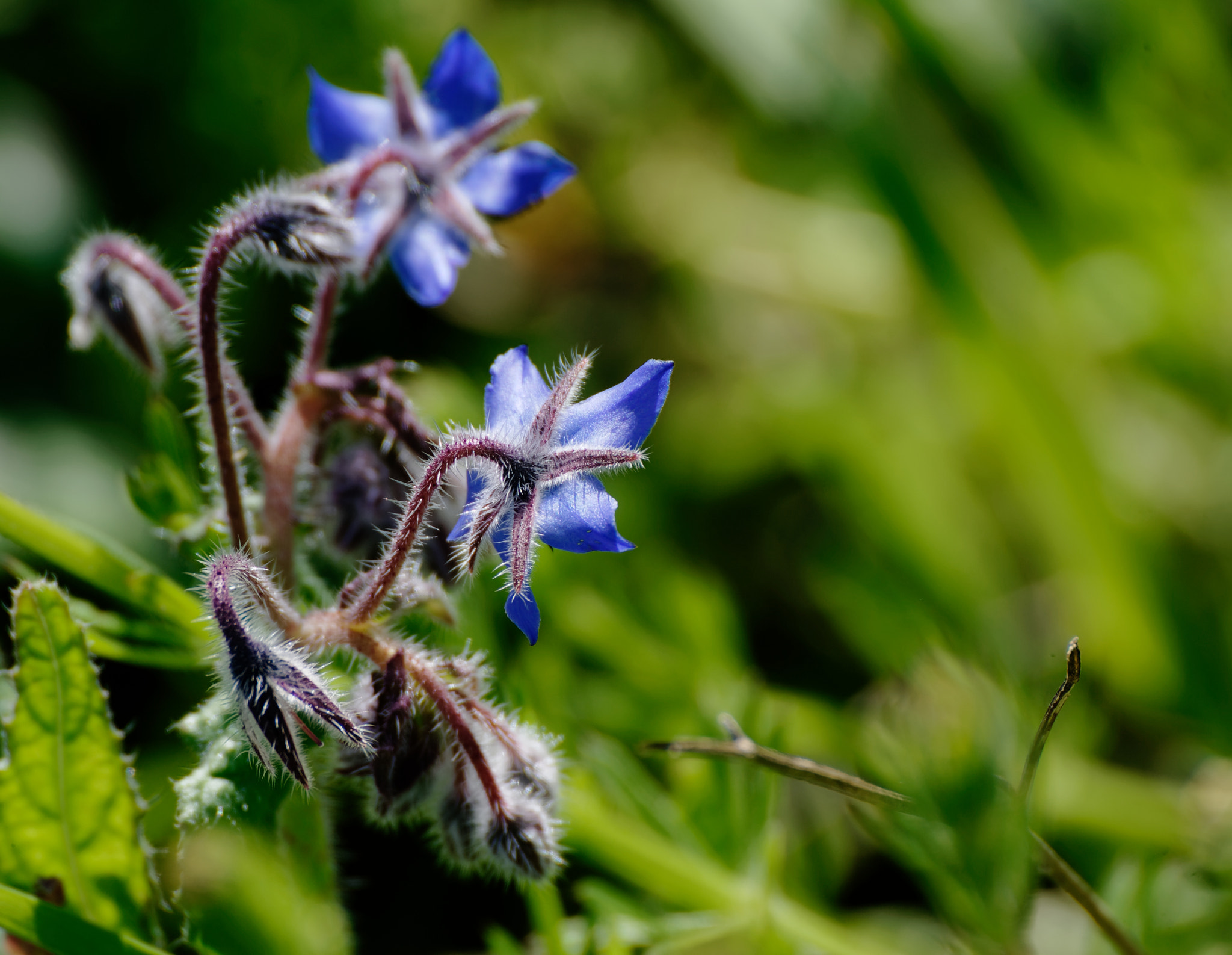 Canon EOS-1D Mark II sample photo. Flower of borago photography