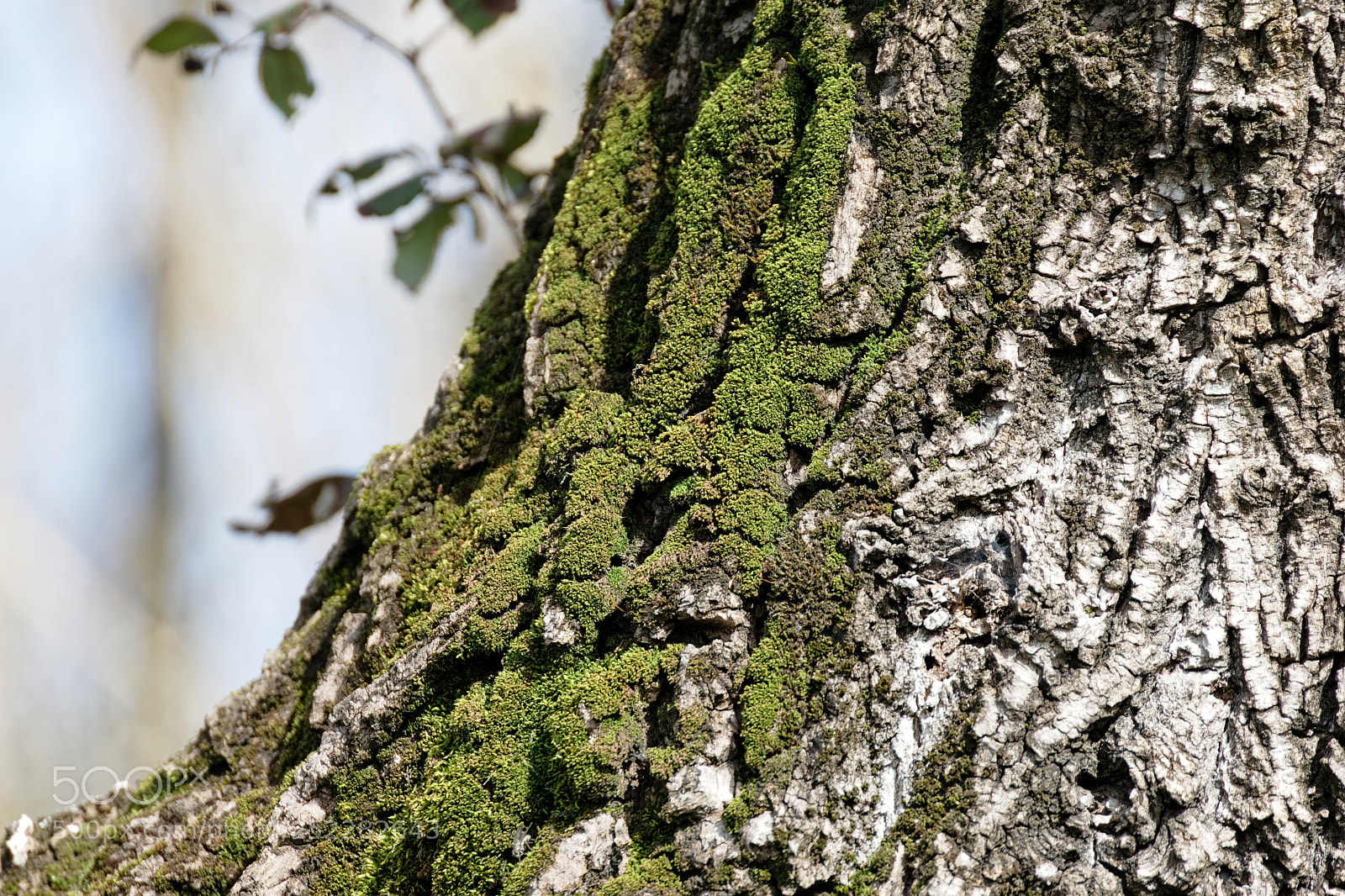 Canon EOS-1D Mark II sample photo. Moss on tree photography