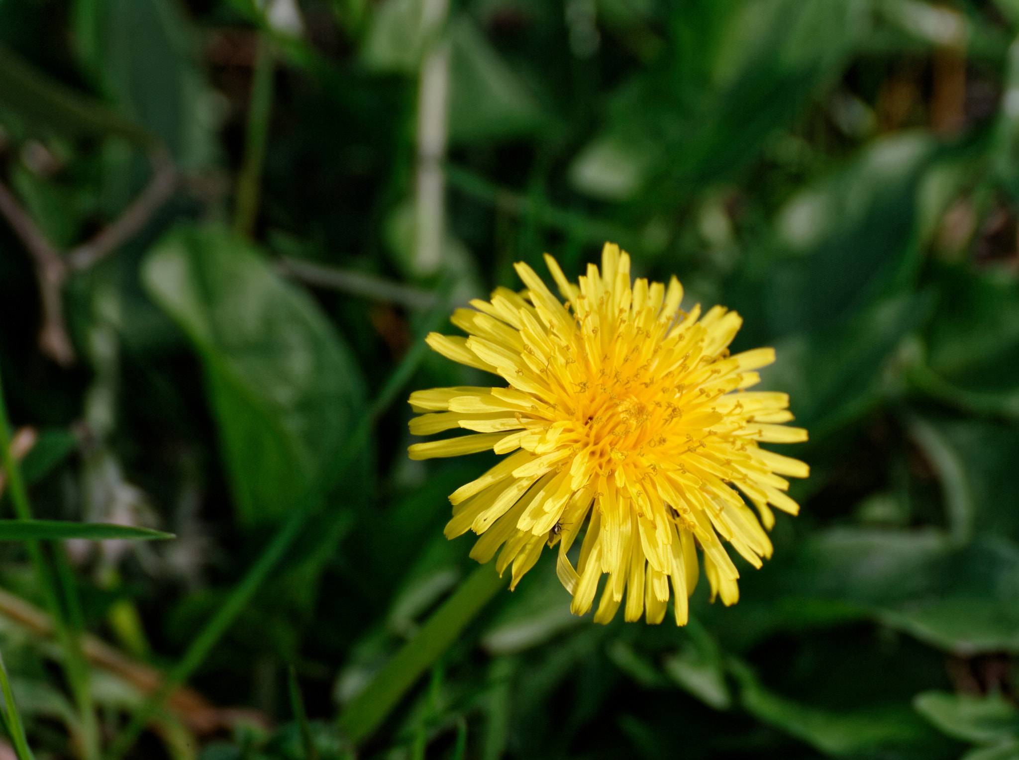 Canon EOS-1D Mark II sample photo. Flower of dandelion photography