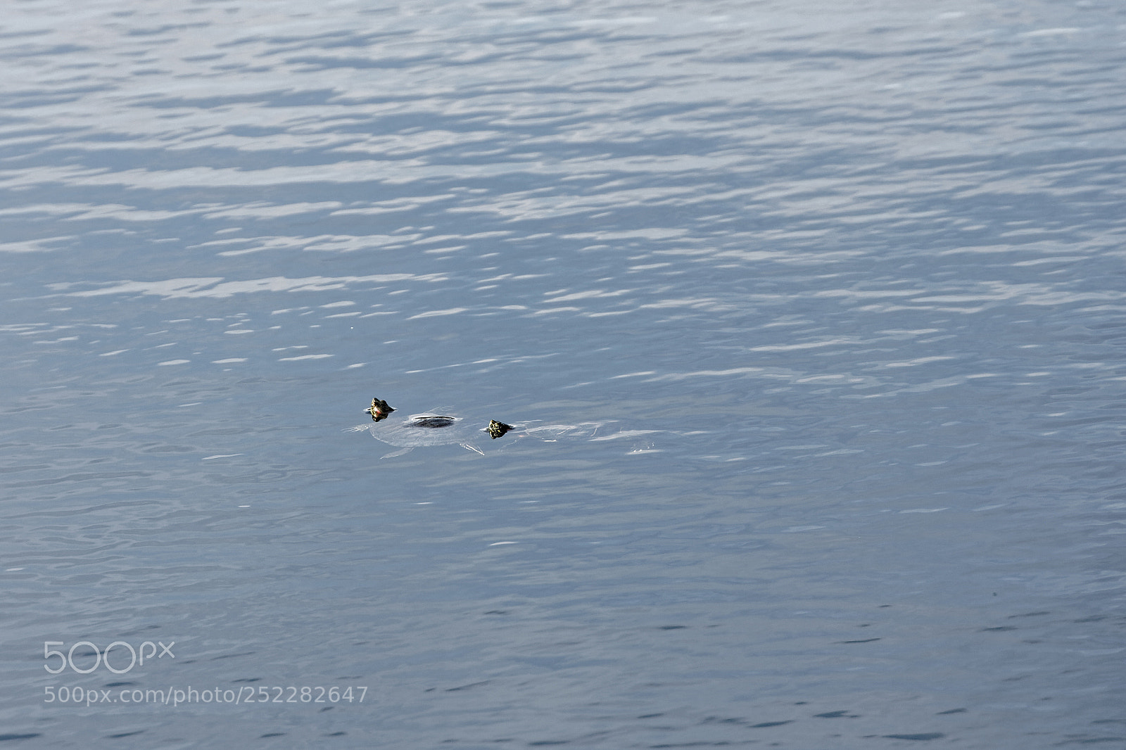Canon EOS-1D Mark II sample photo. Detail of two turtle photography