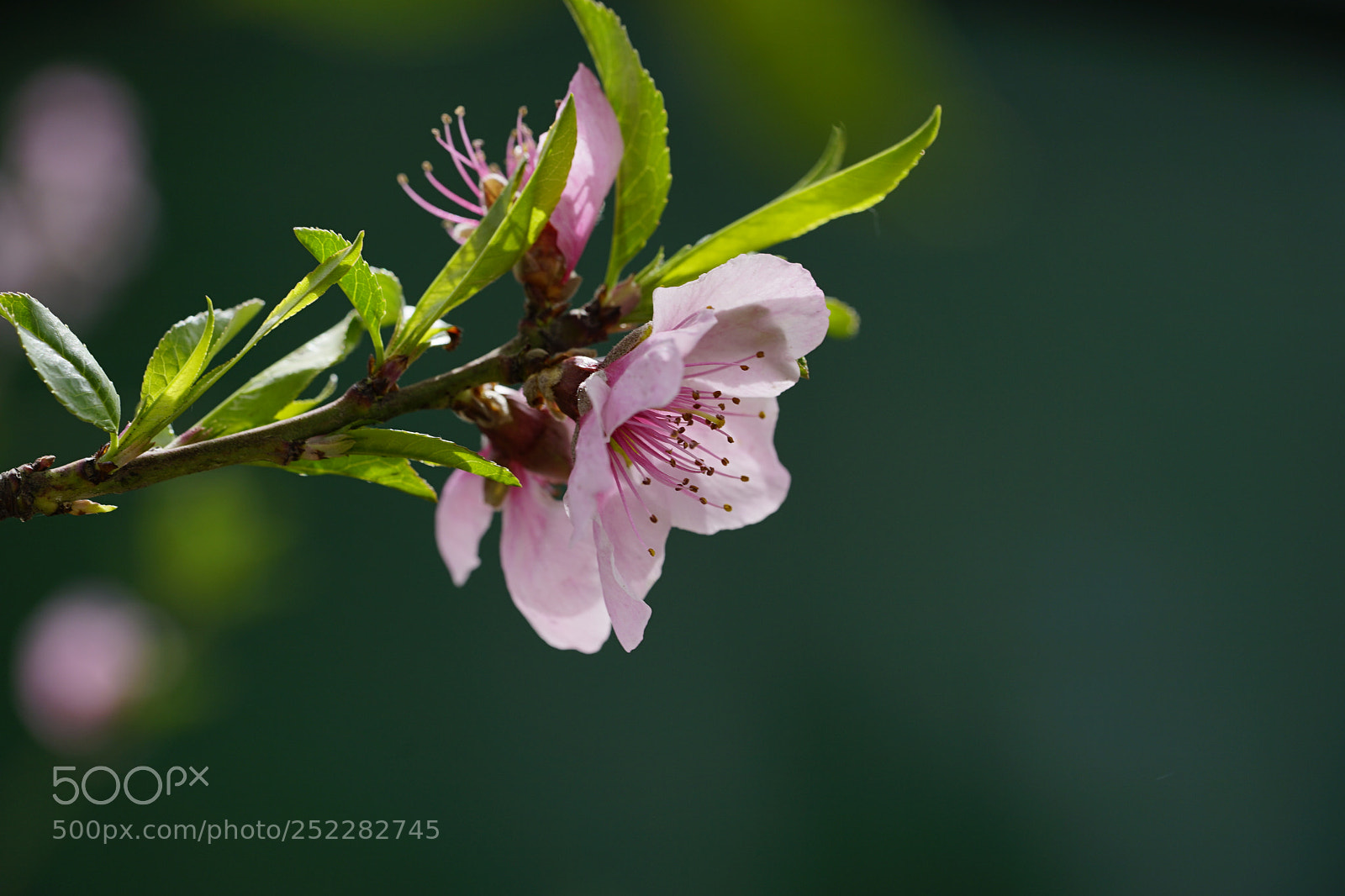 Sony a7 II sample photo. 桃花春 photography