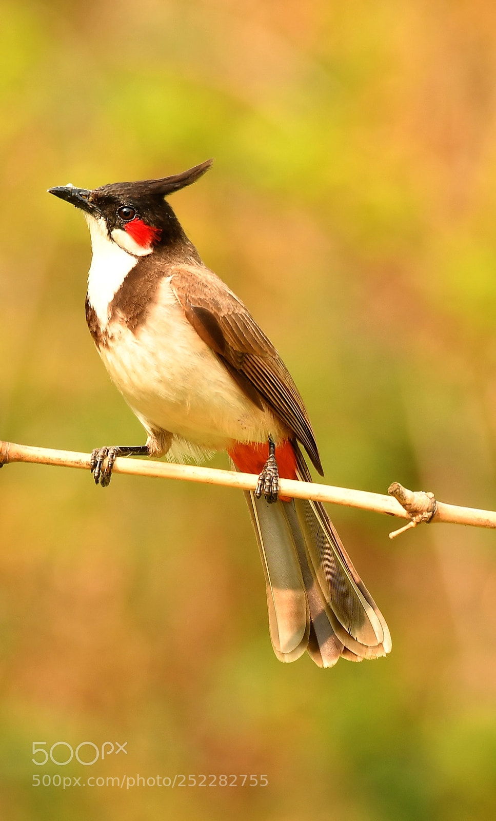 Nikon D7500 sample photo. The indian bulbul photography