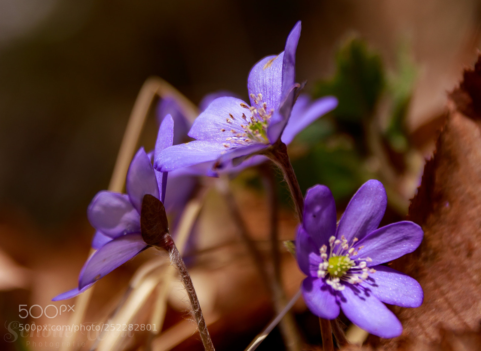 Canon EOS 80D sample photo. Frühlingsboten photography