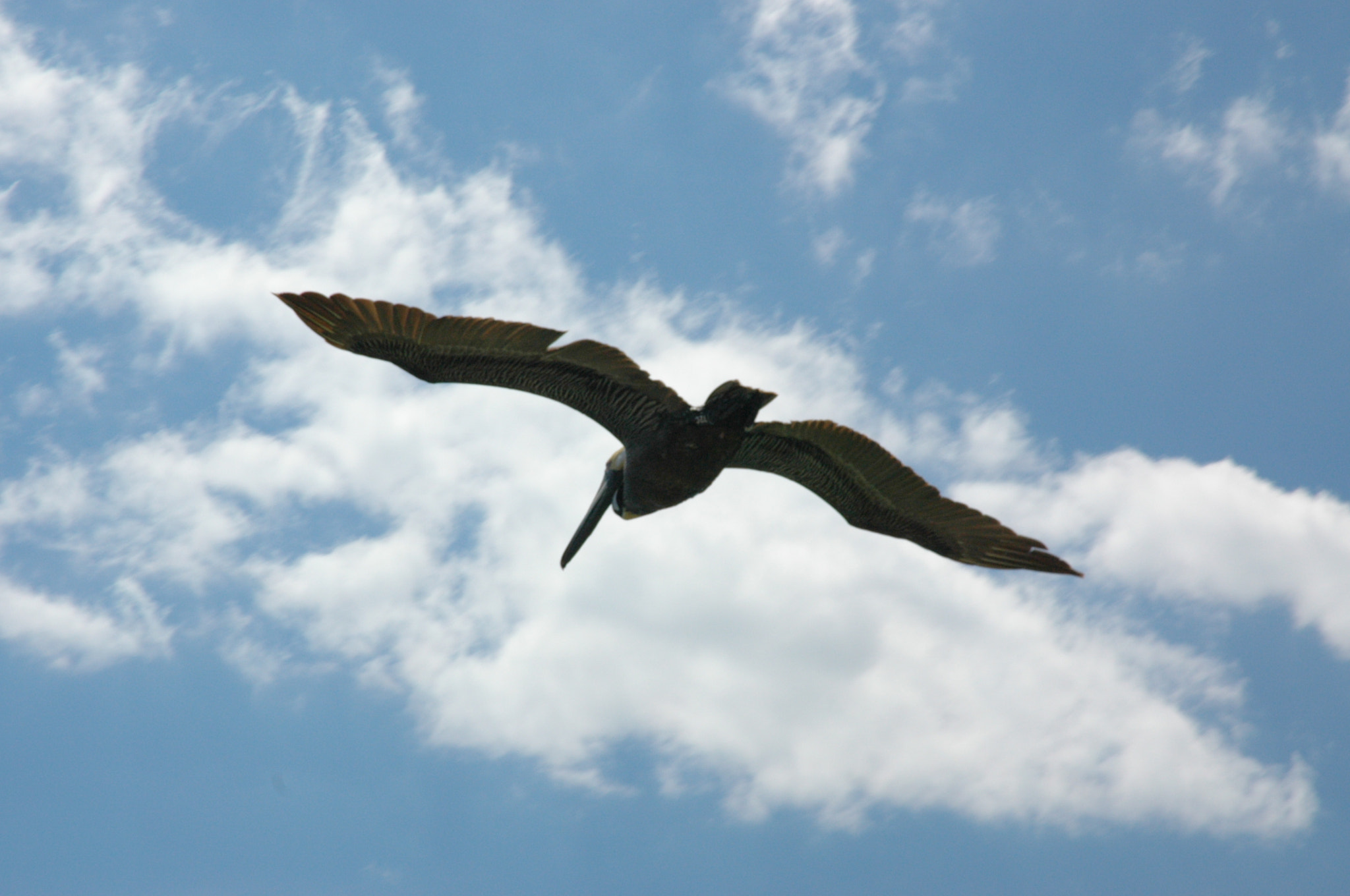 Nikon D70 sample photo. Pelican in flight photography