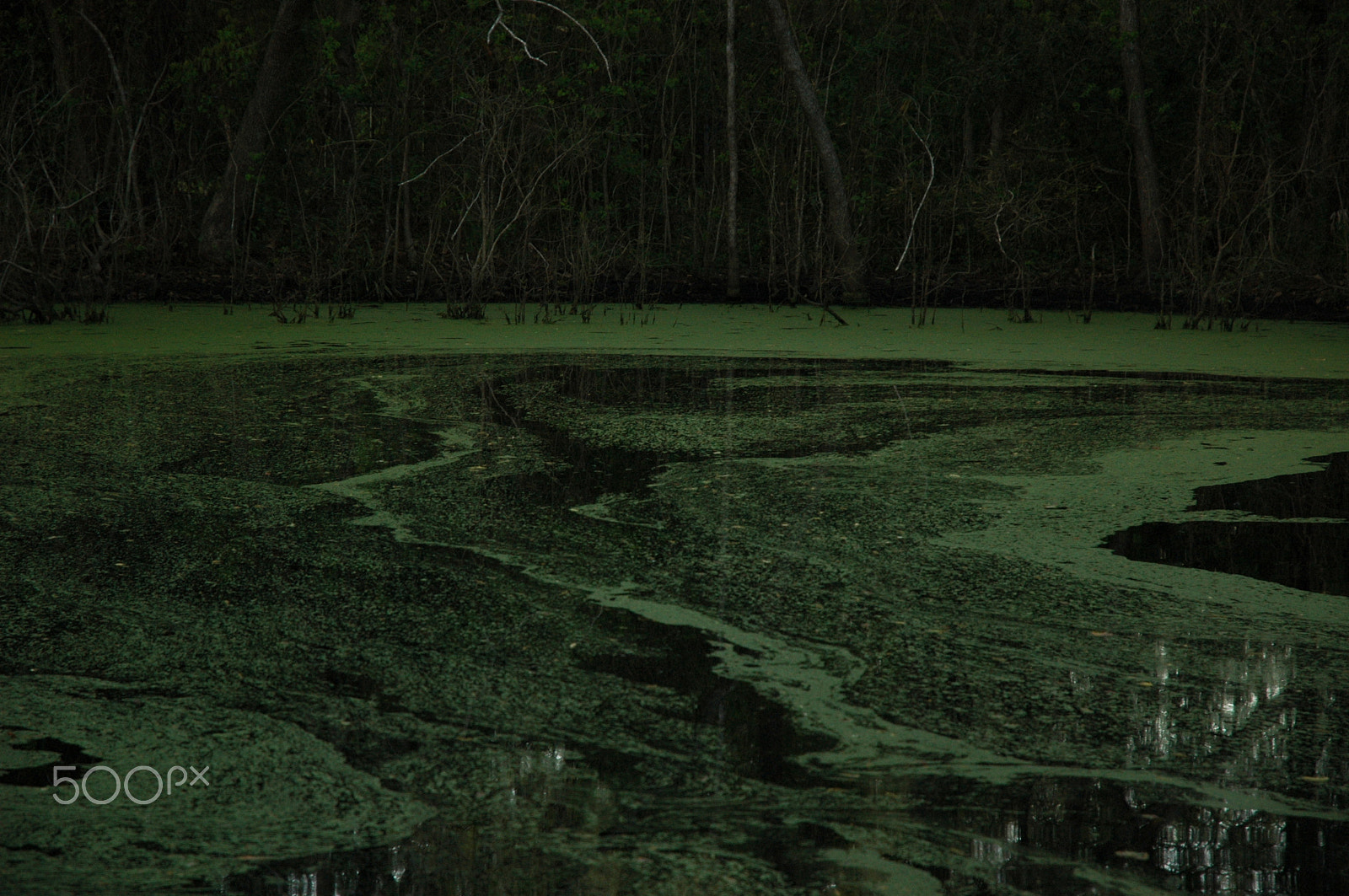 Nikon D70 sample photo. Murky swamp photography